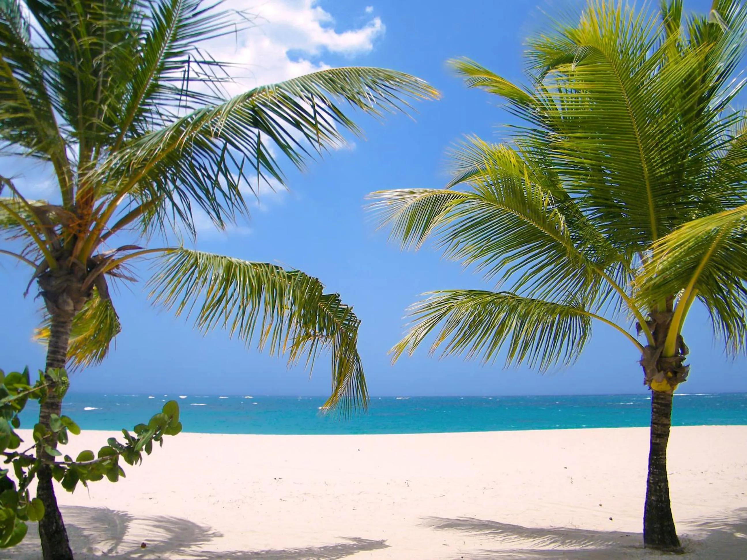 Beach in Viva Heavens by Wyndham, A Trademark All Inclusive