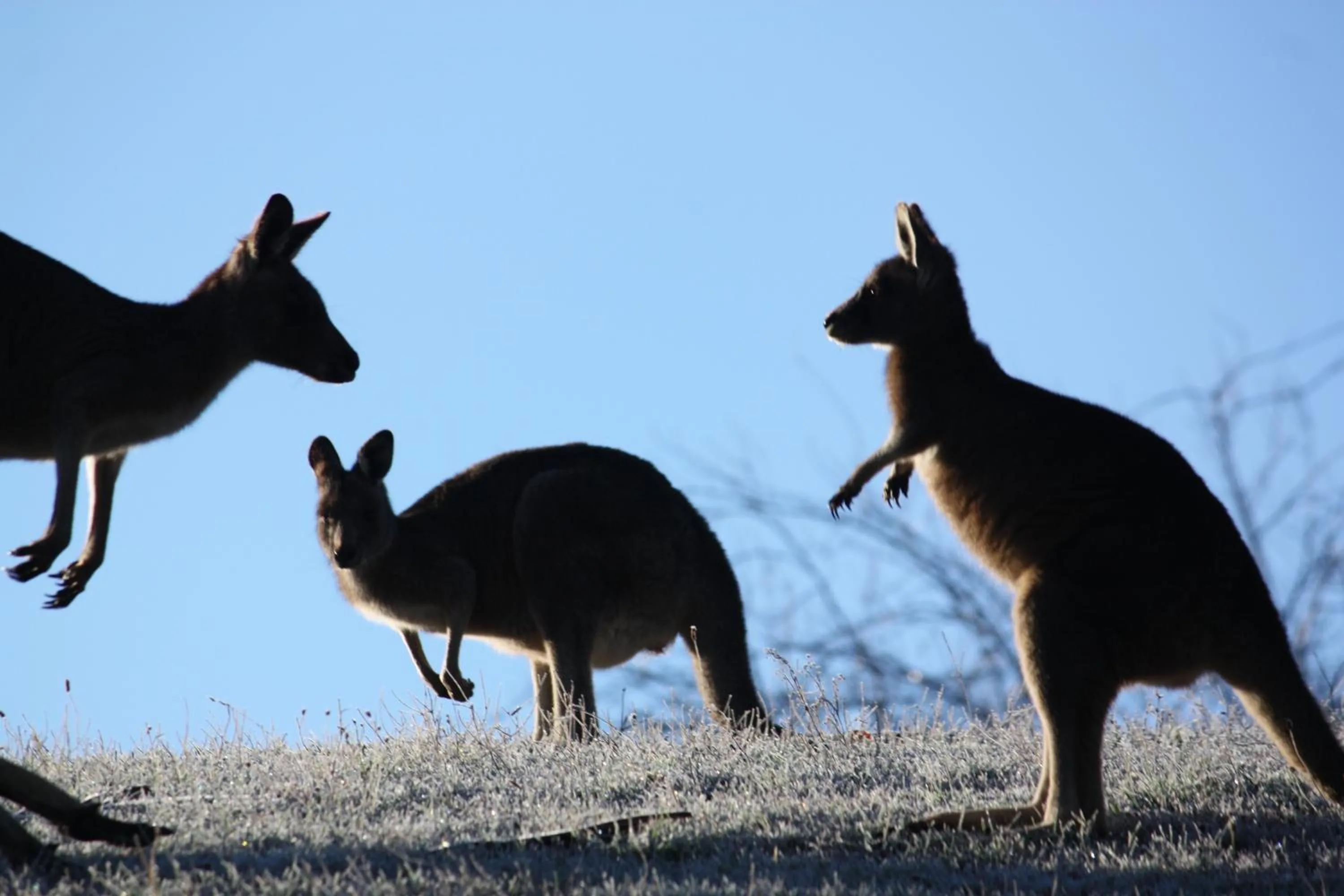 Animals in La Boheme Secluded Luxury Spa Villa
