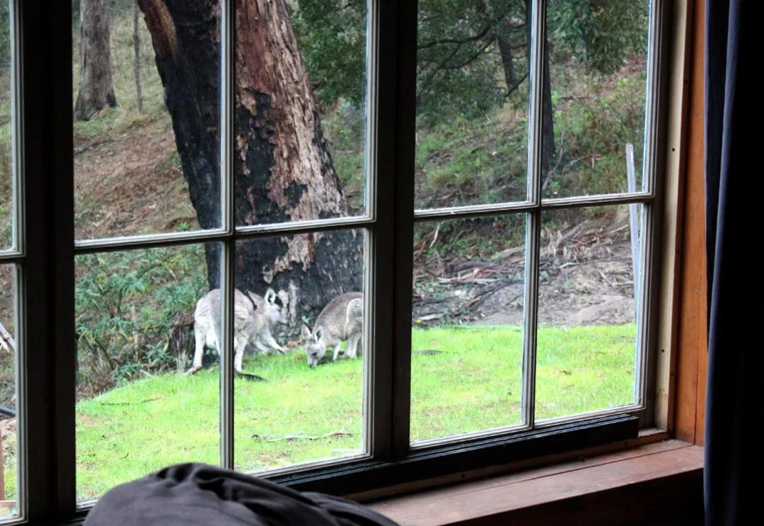 Animals in La Boheme Secluded Luxury Spa Villa