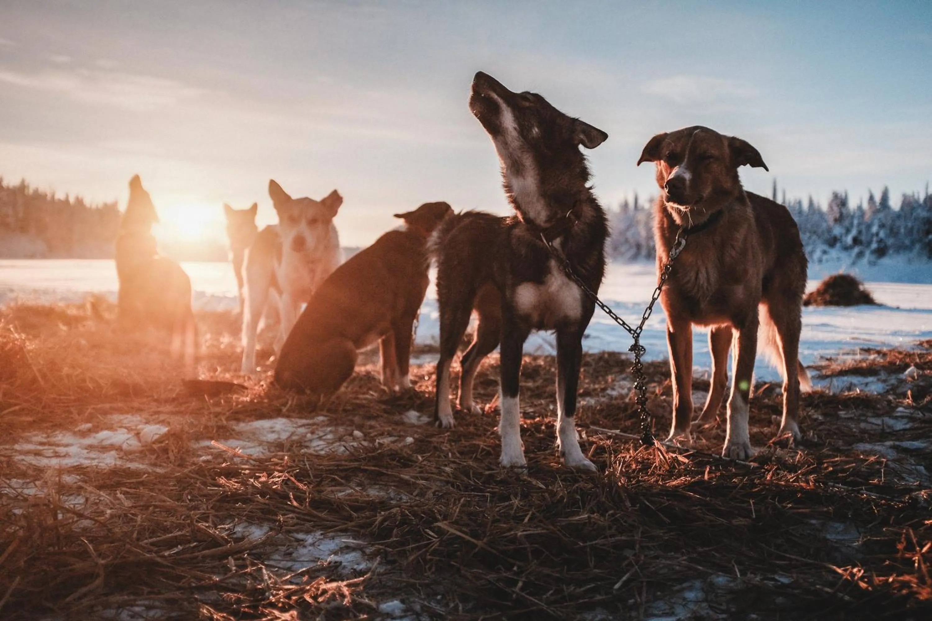 Pets in Pinetree Lodge