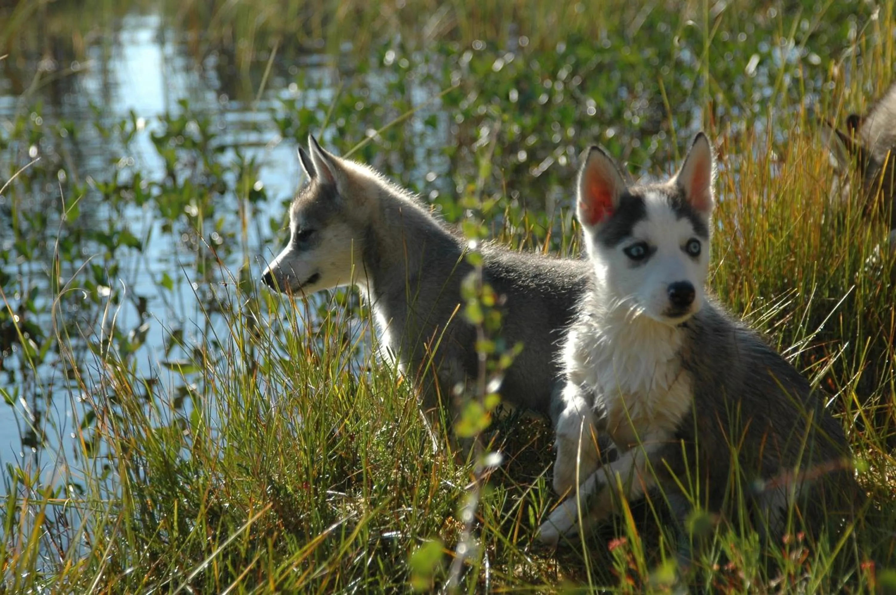 Day in Pinetree Lodge