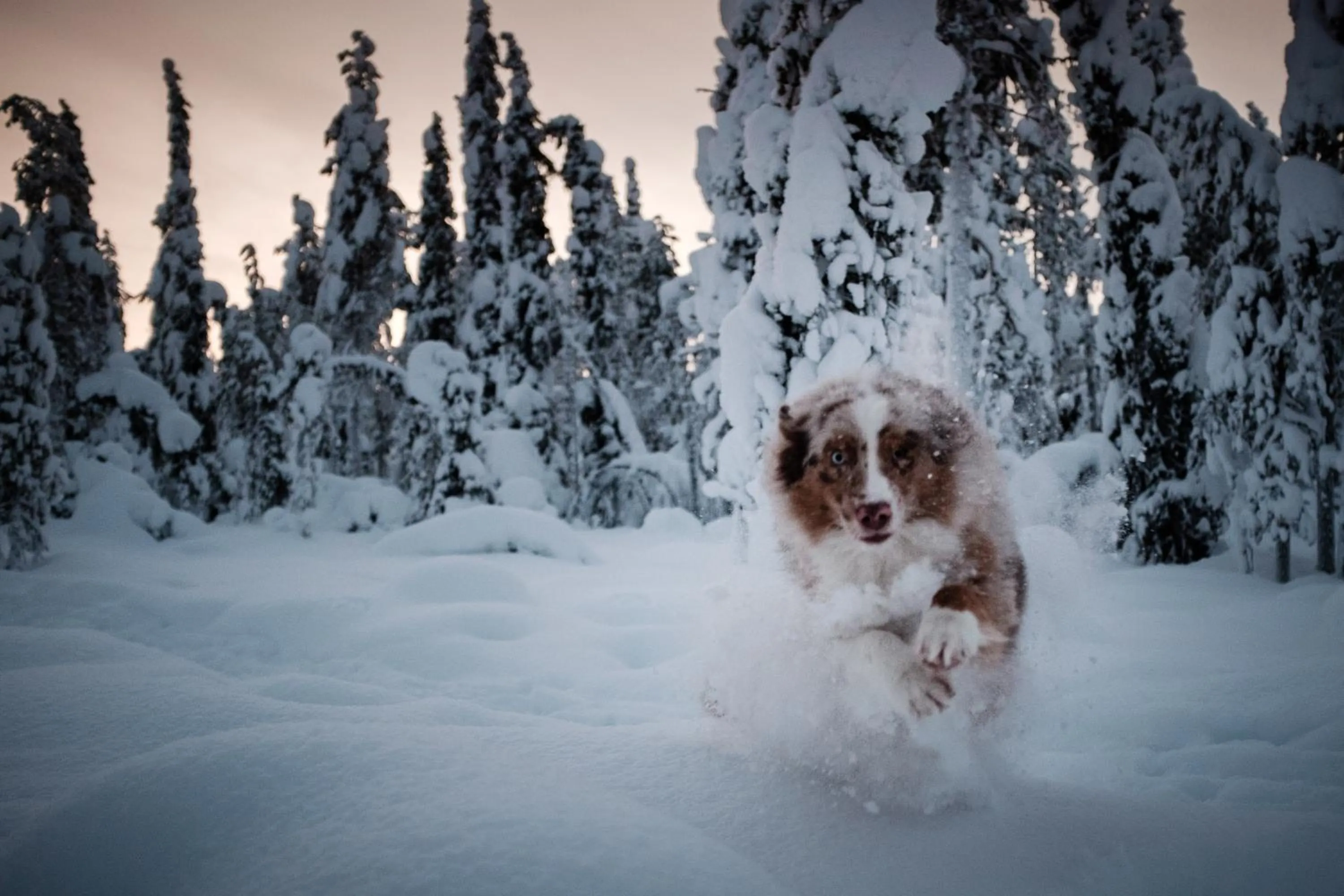 Winter in Pinetree Lodge