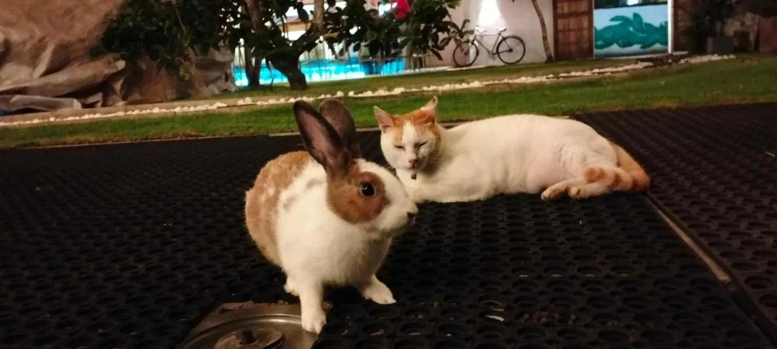 Animals in Hotel Good Life Unawatuna