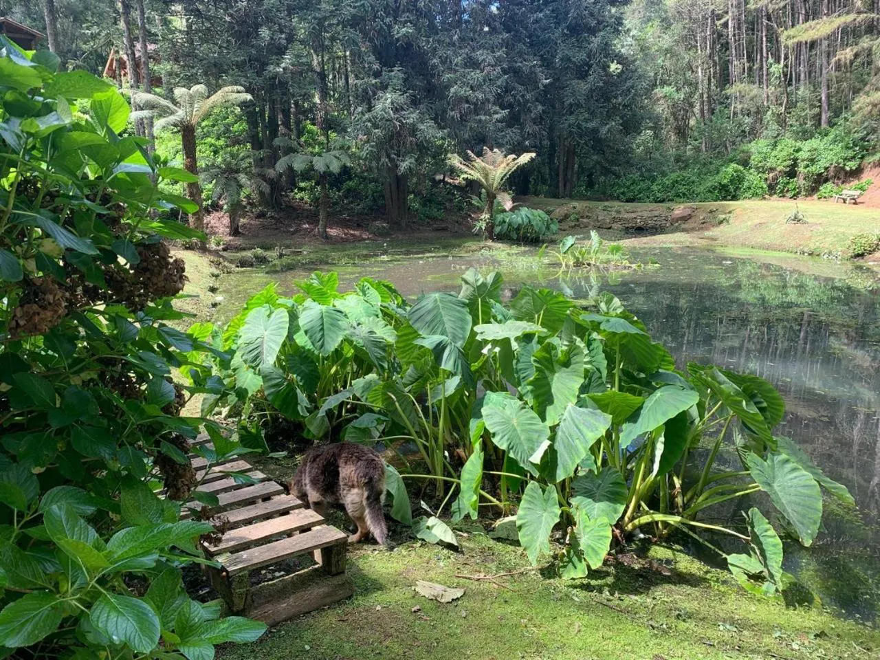 Natural landscape in Chalets do Vale