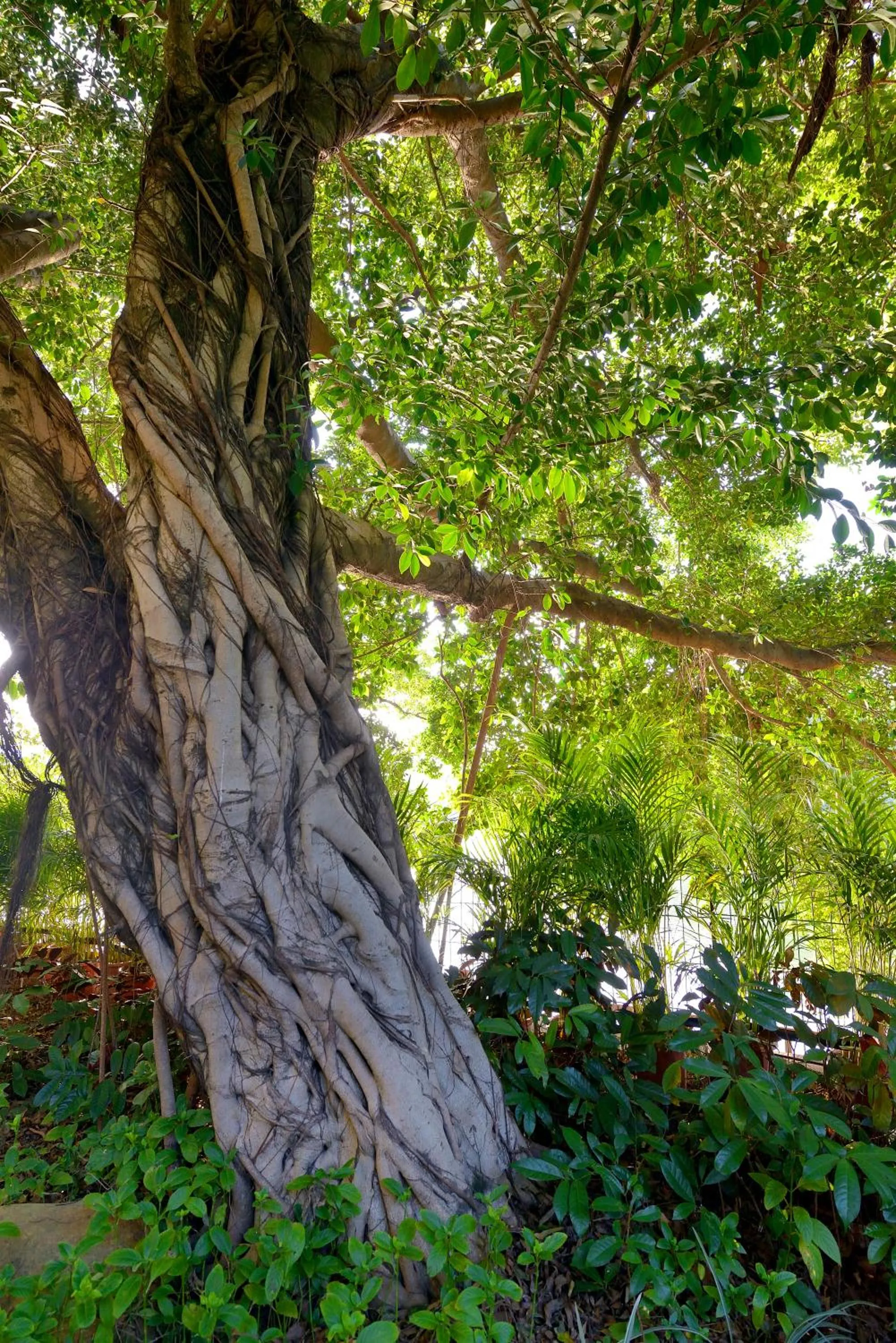 Garden in C&D Hotel Fuzhou