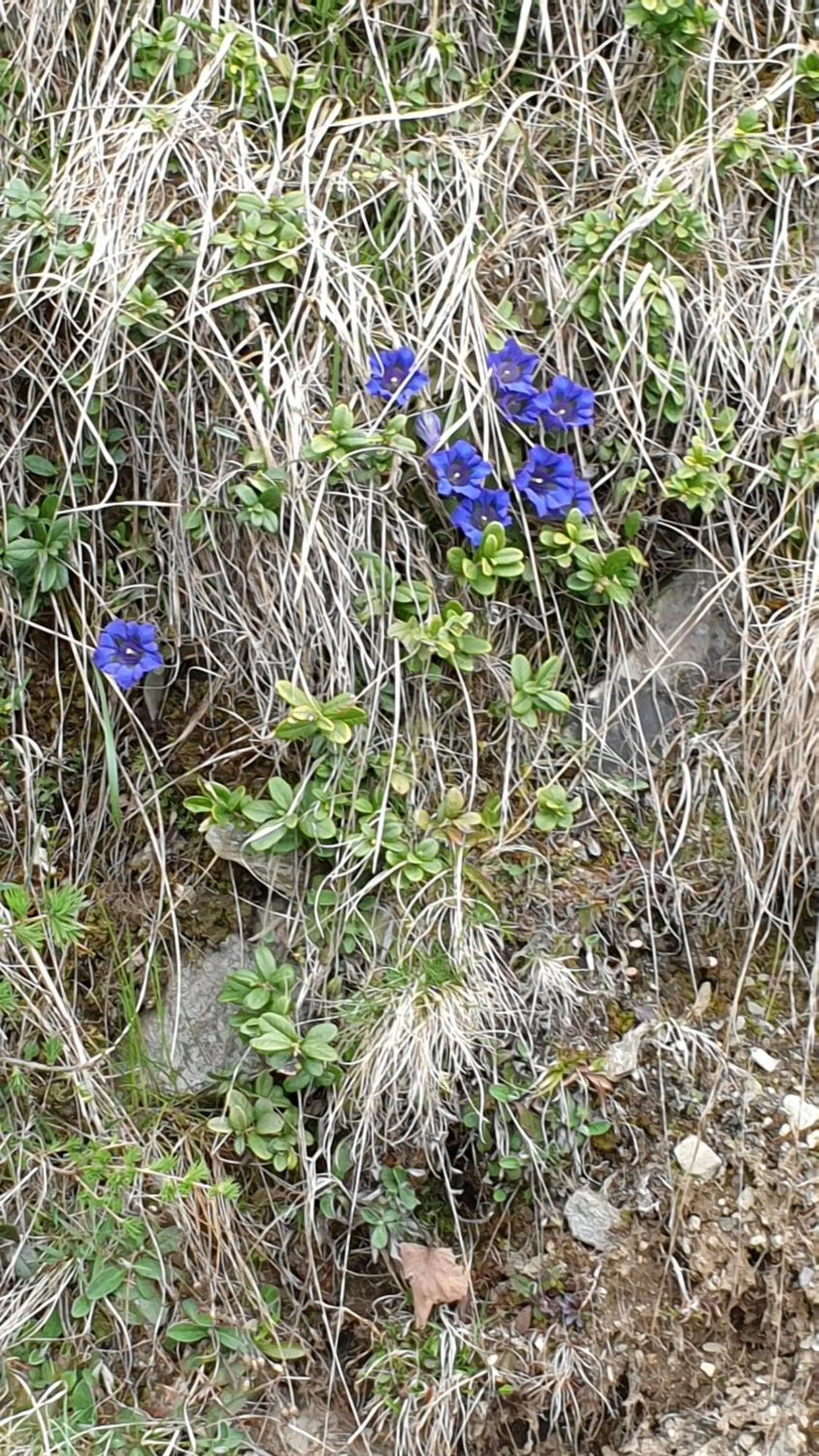 Spring in Aparthotel Edy Bruggmann AG