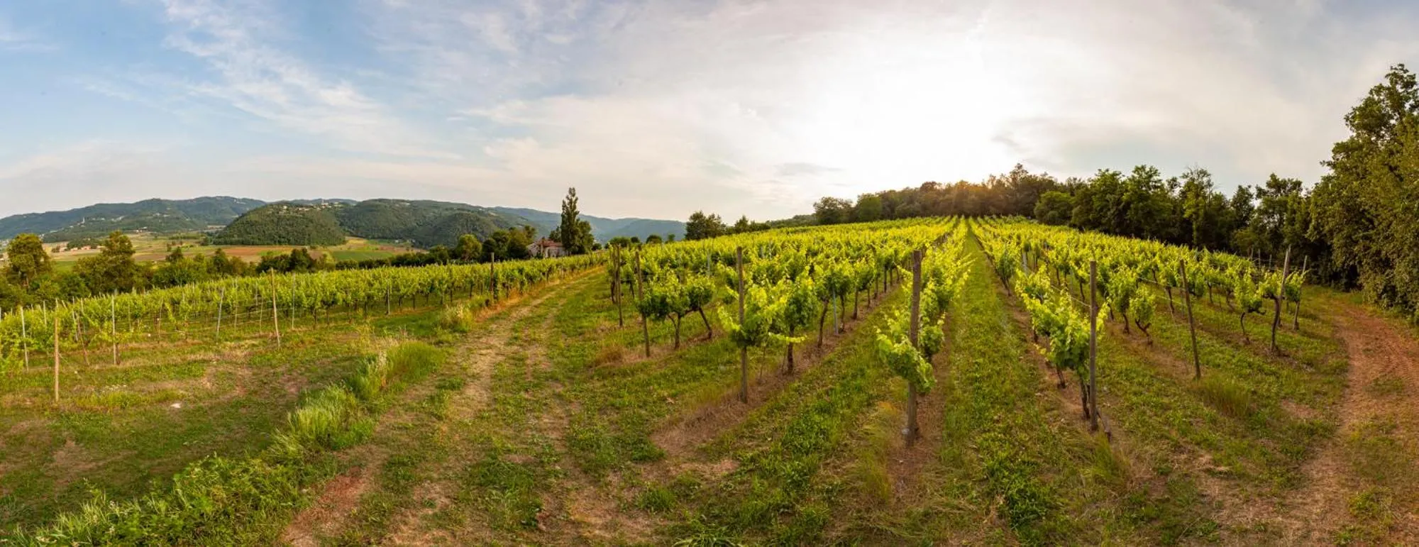 Bird's eye view in Fattoria Le Vegre