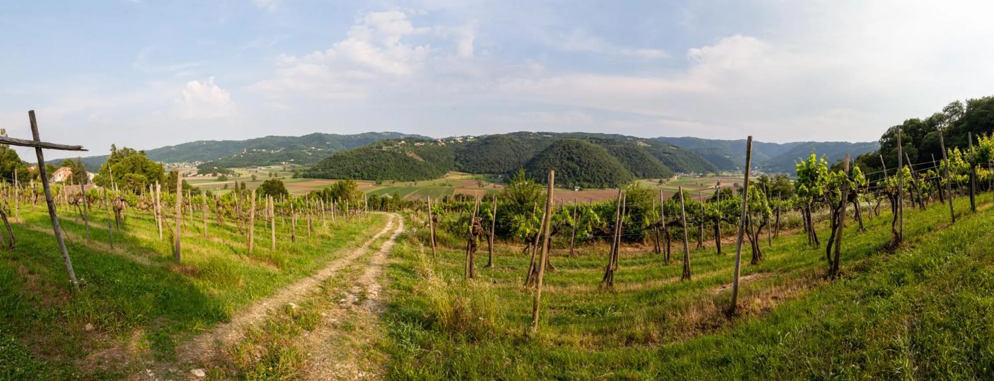 Bird's eye view in Fattoria Le Vegre