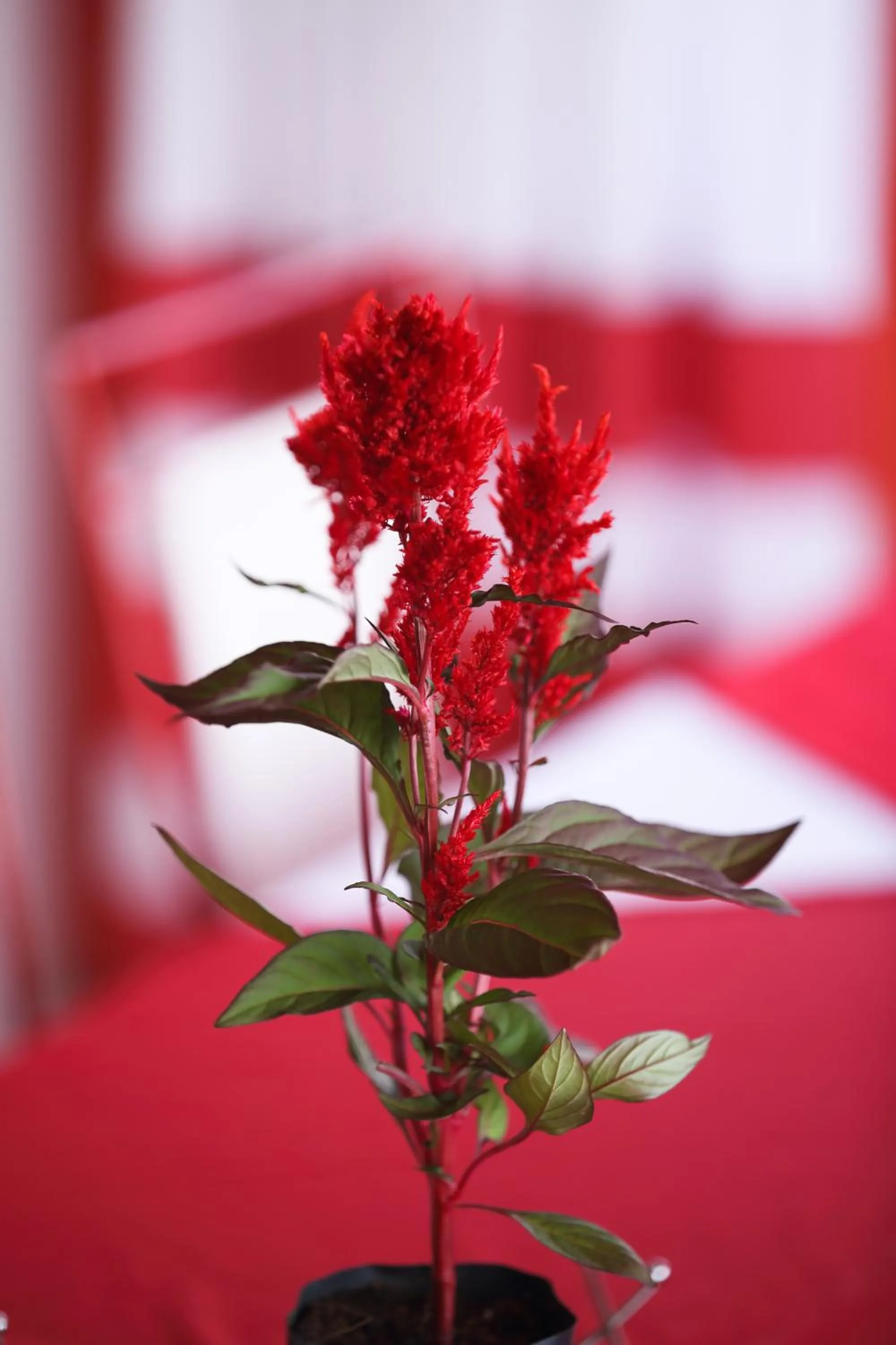 Decorative detail in RedHill Kandy