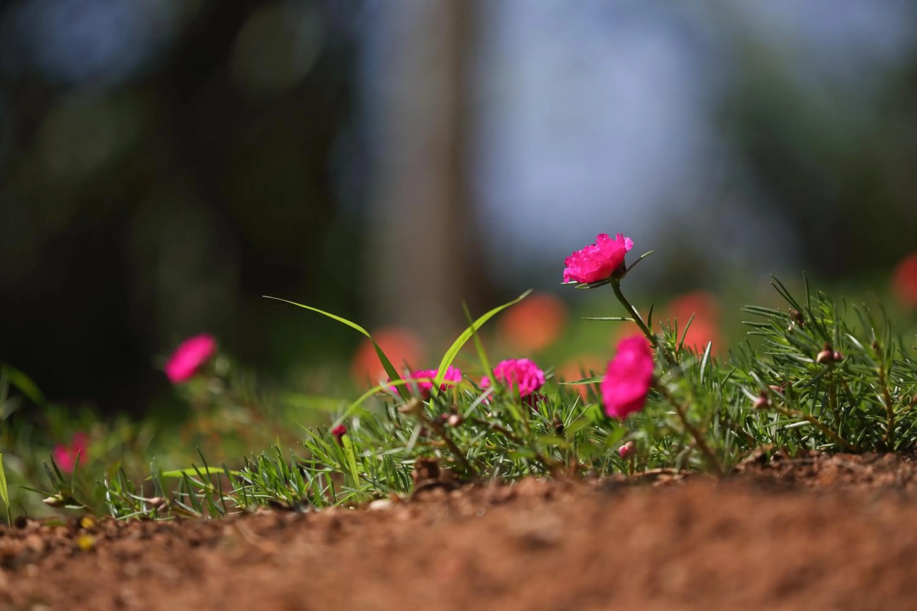 Decorative detail in RedHill Kandy