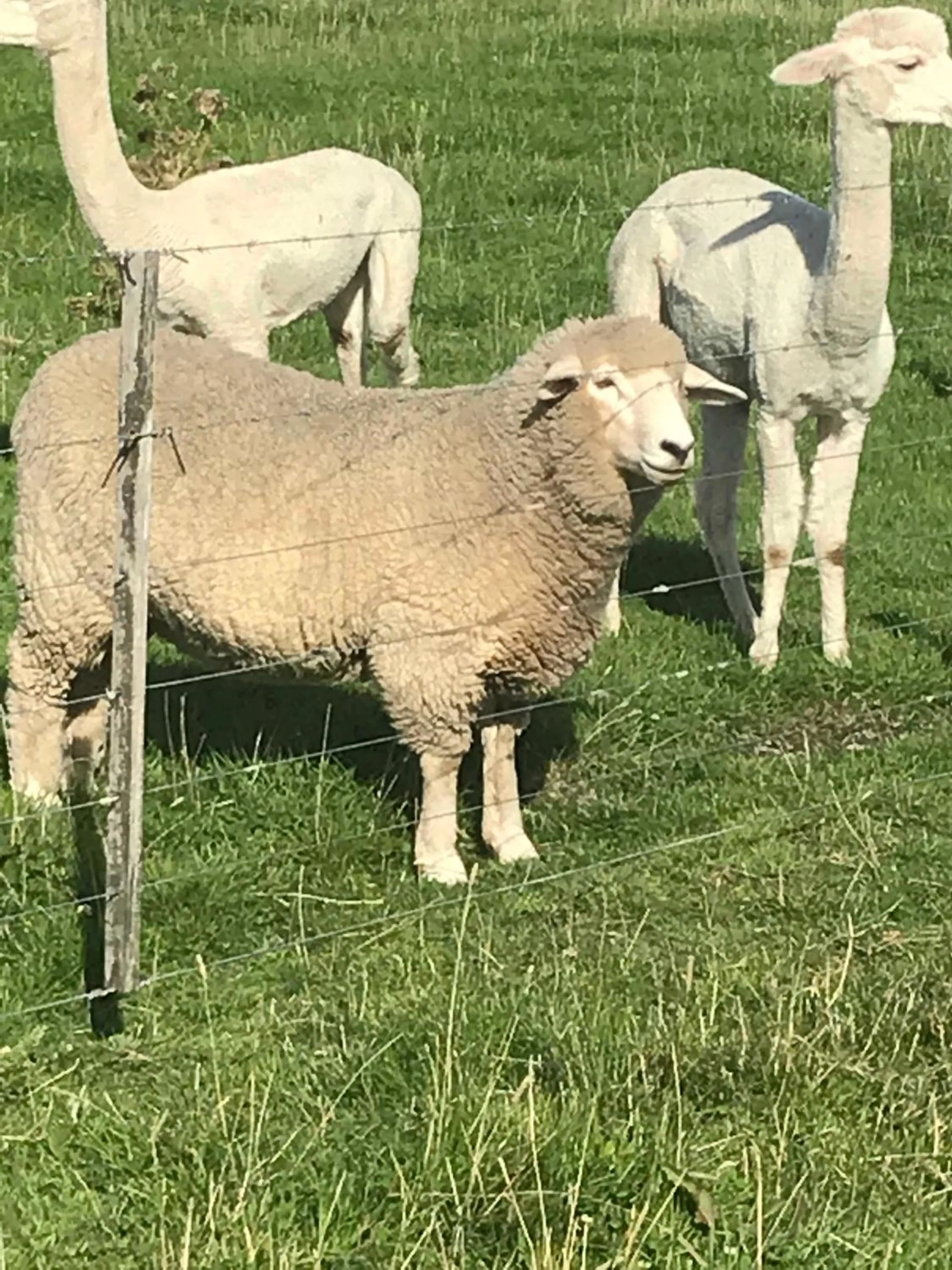 Pets in Trout 'n' Trail B&B