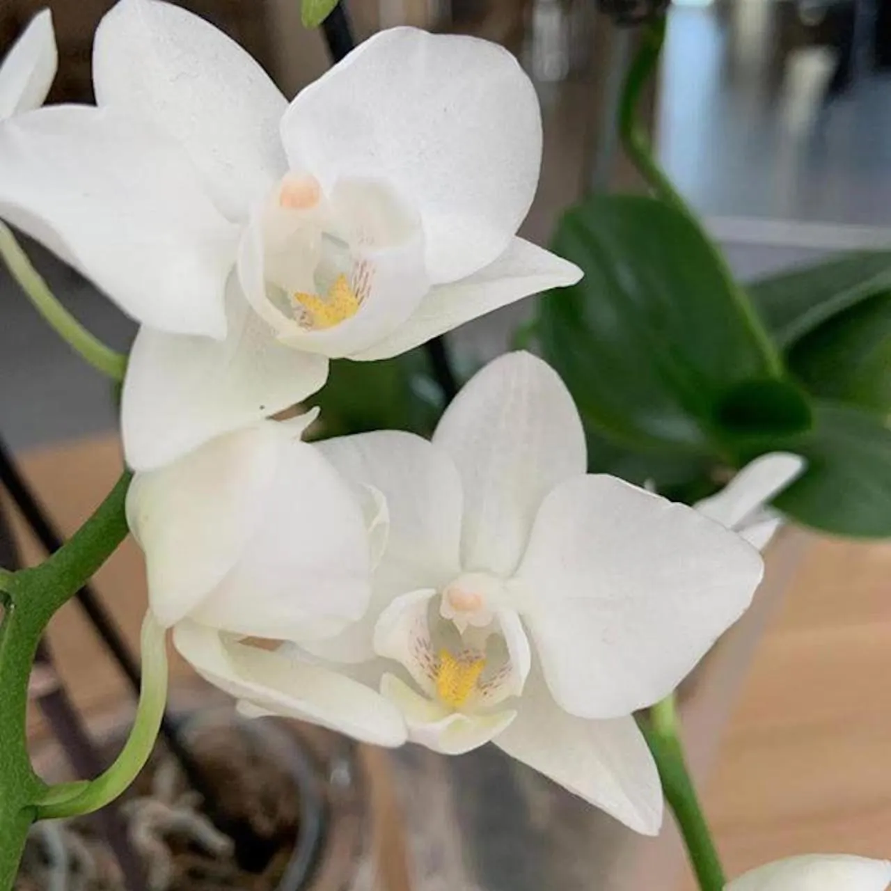 Decorative detail in Hotel Villa Barsanti