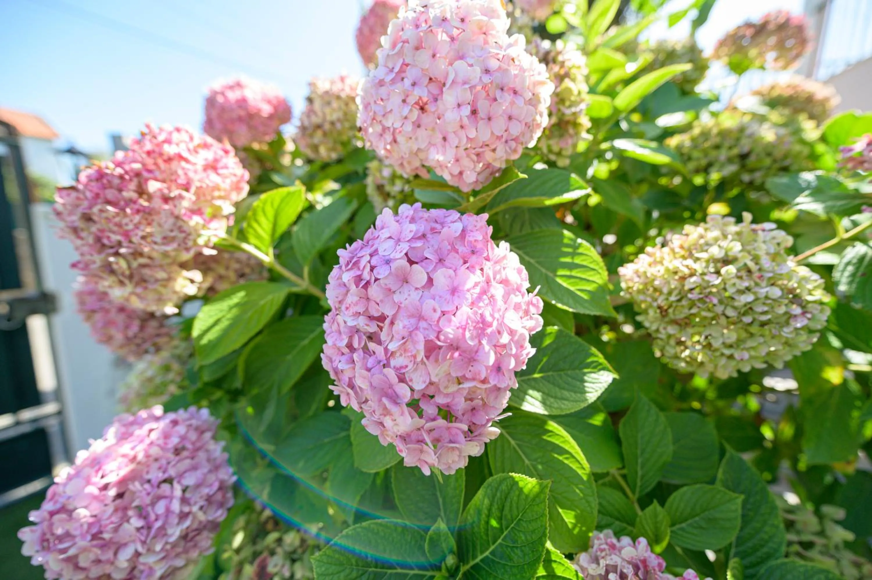 Garden view in Casa das Hortênsias - Charming Guest House