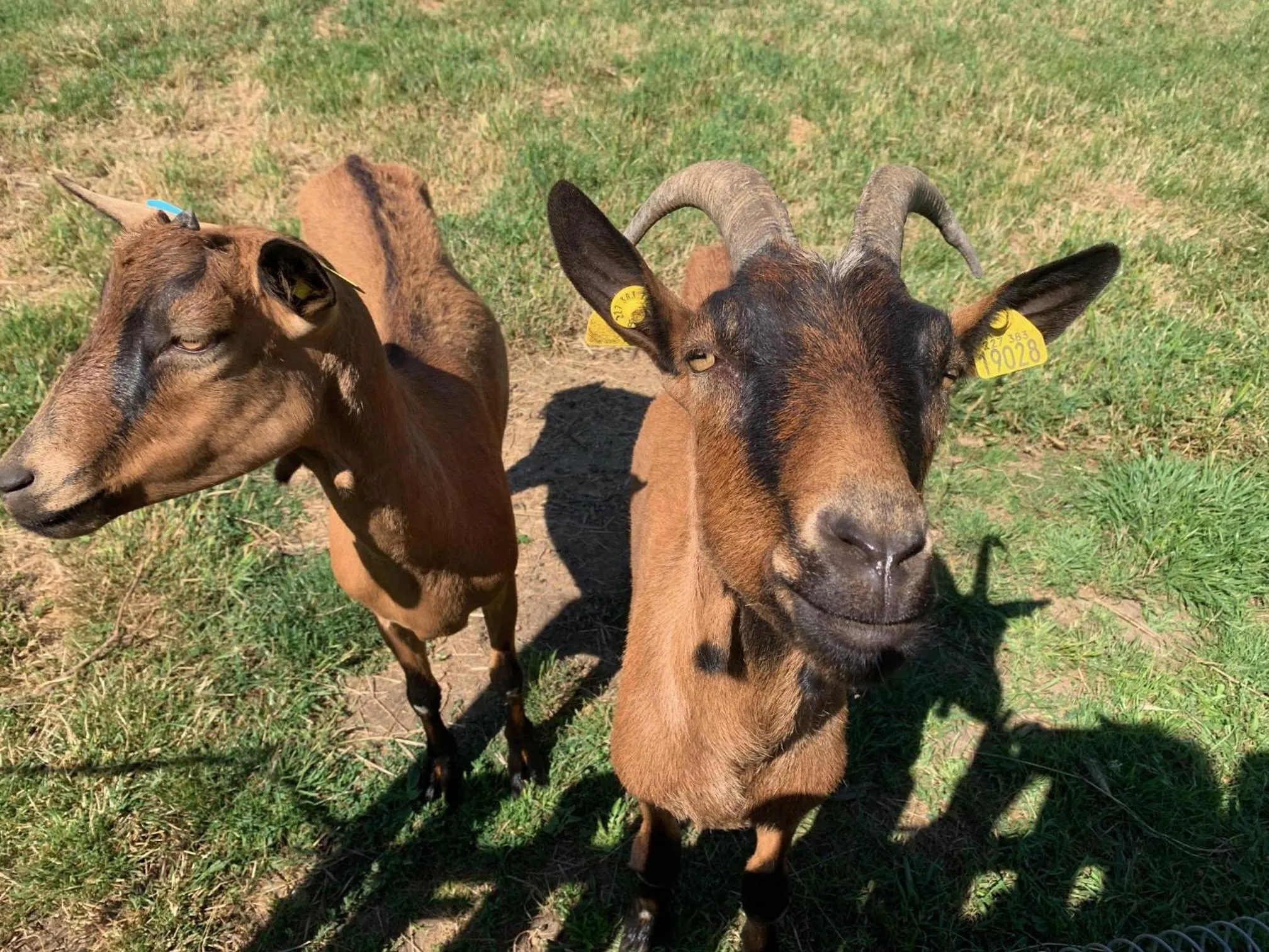 Les Maitres Sonneurs