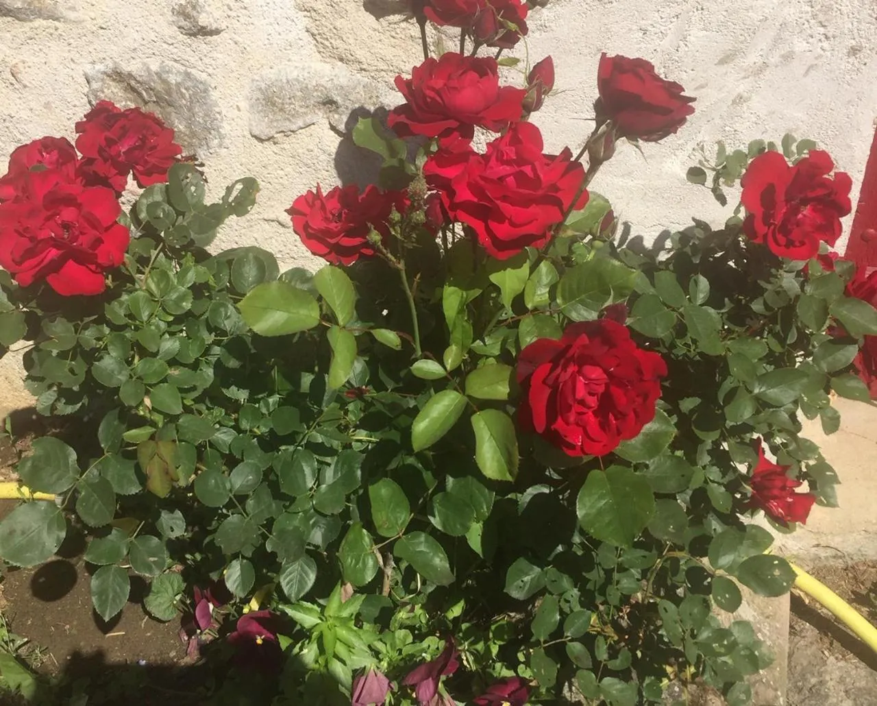 Garden in Les Maitres Sonneurs