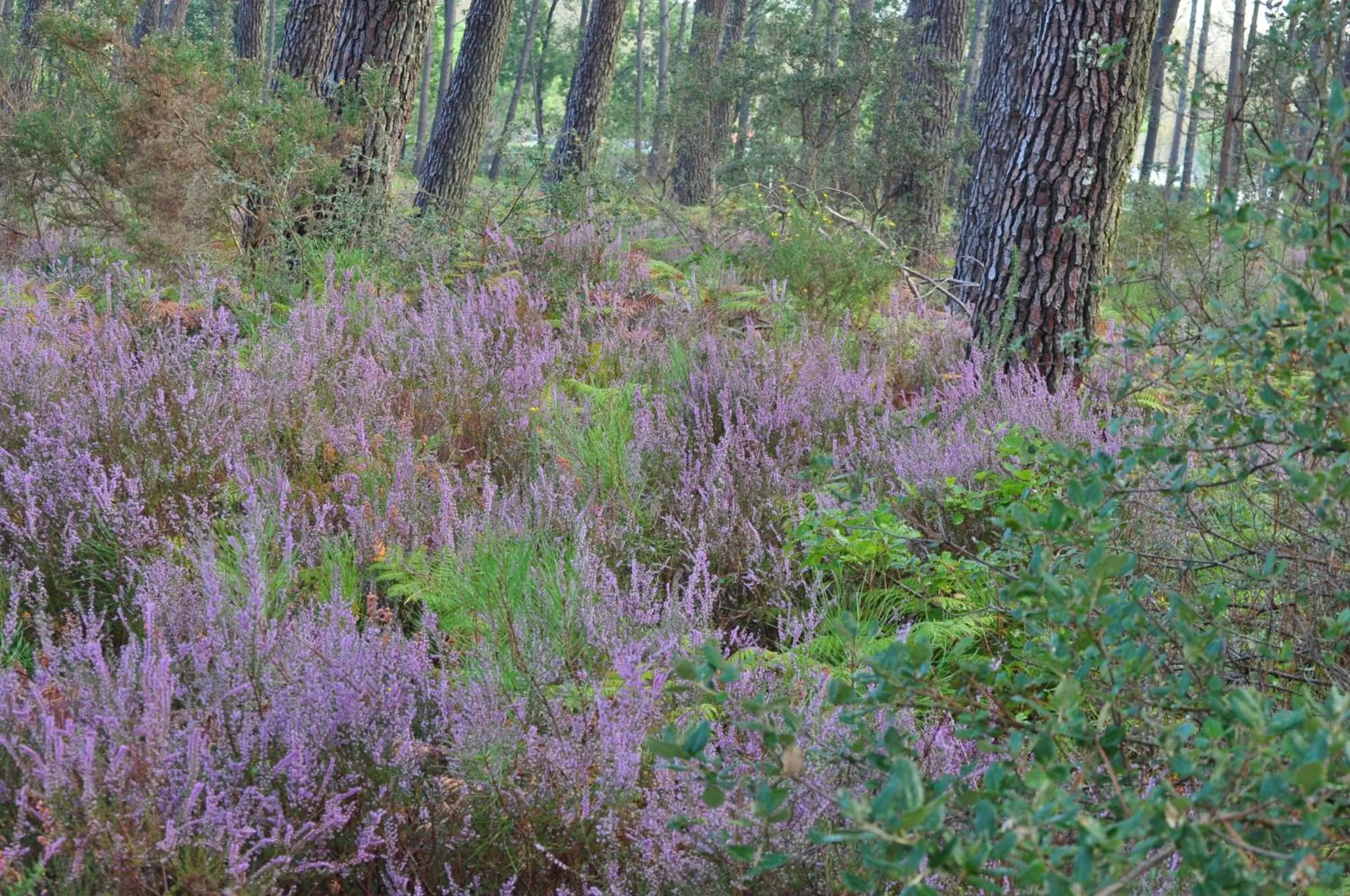 Les Hébergements Nature et Bien-être