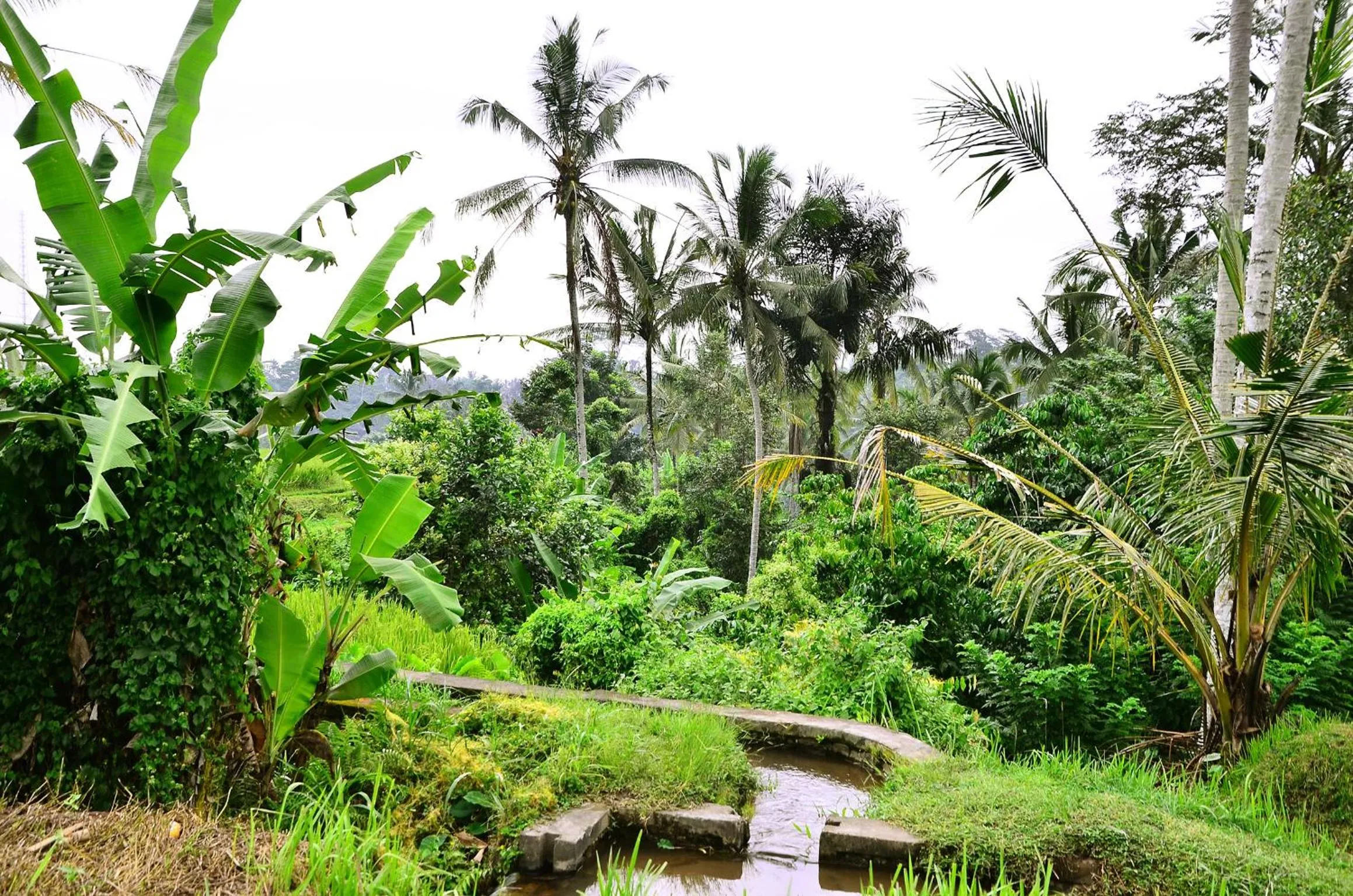 Garden view in Ubud Sawah Scenery Villa and Homestay