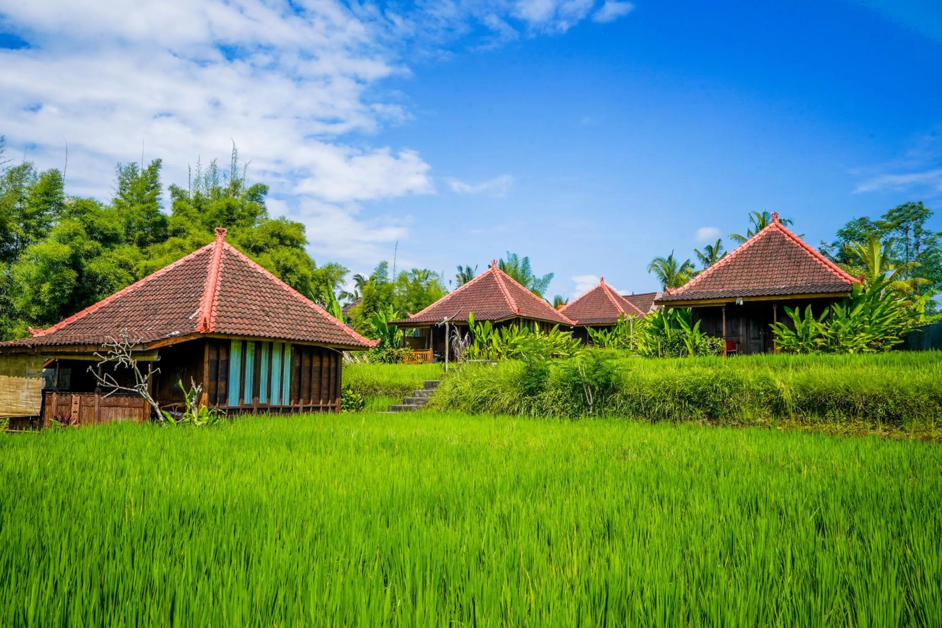 Natural landscape in Ubud Sawah Scenery Villa and Homestay