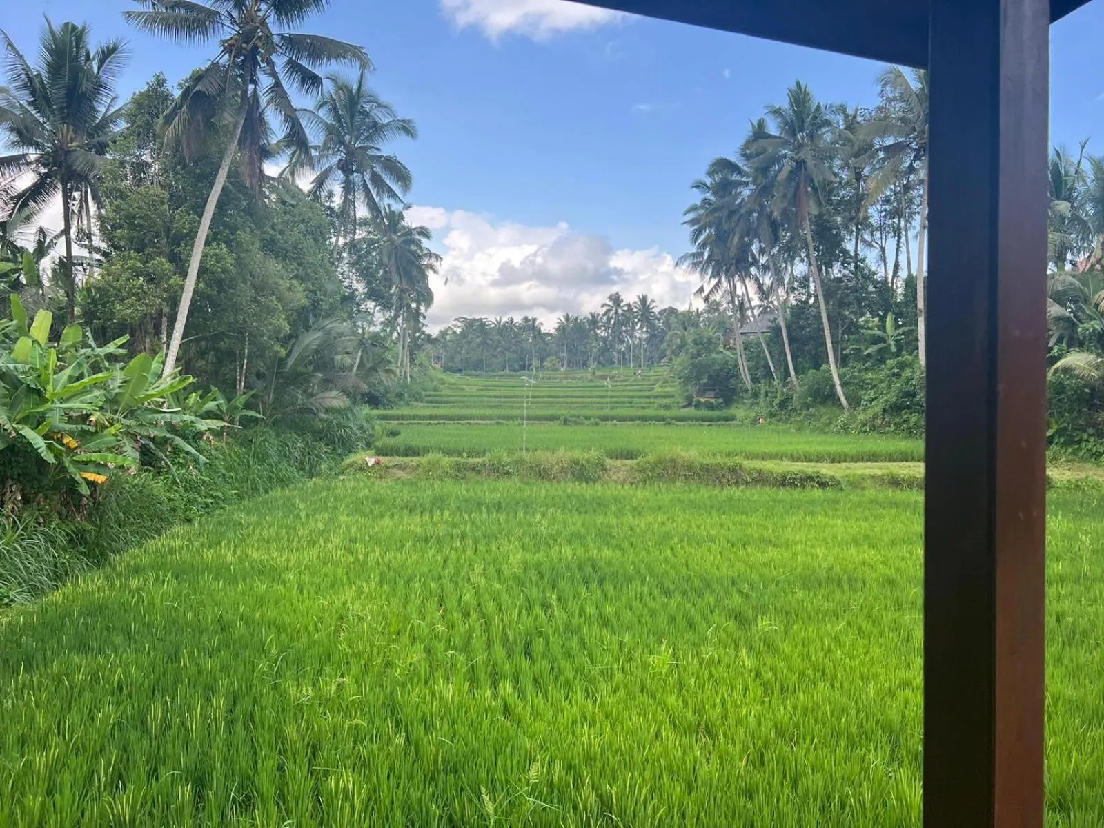 Natural landscape in Ubud Sawah Scenery Villa and Homestay