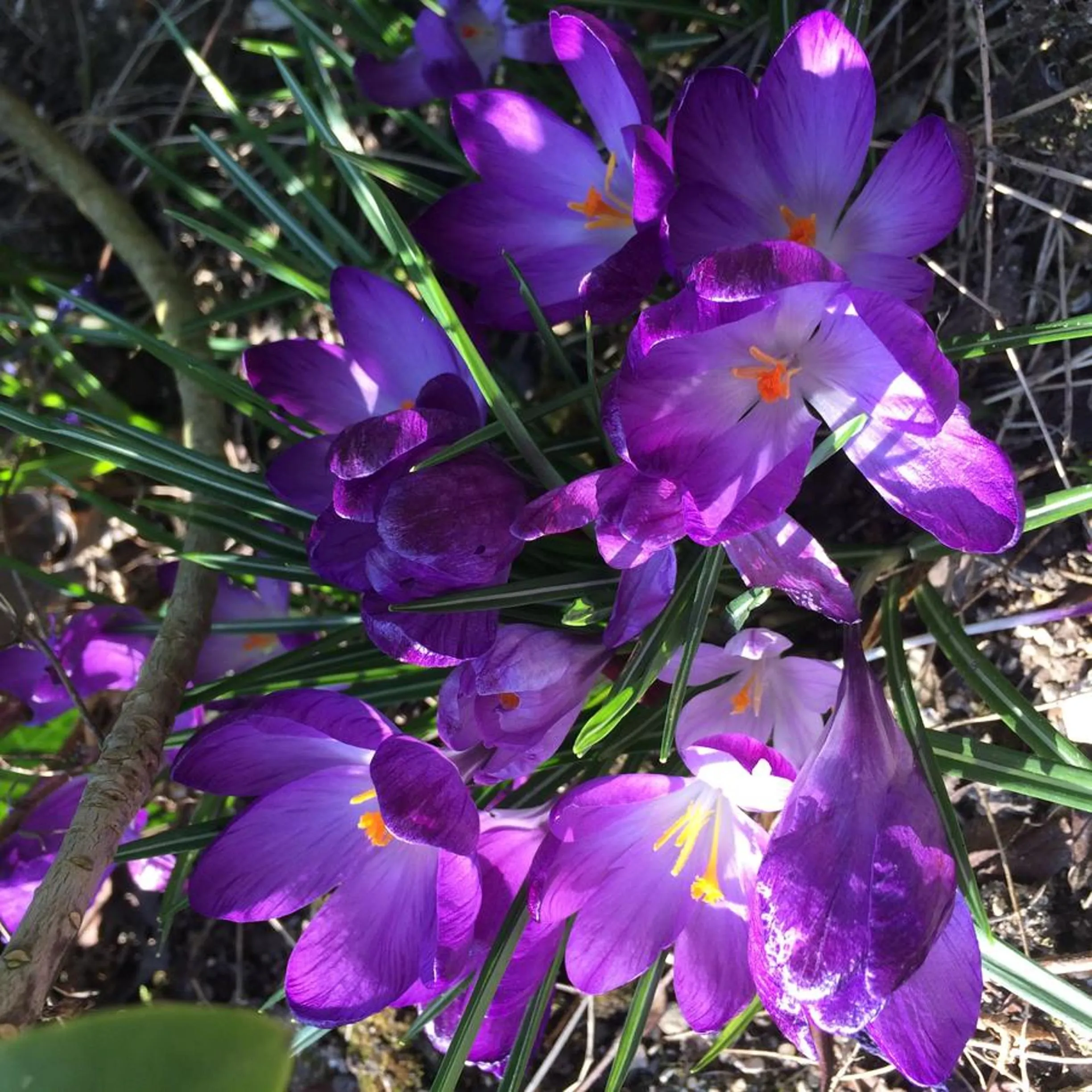 Garden in L'Heure Bleue gîtes et chambres d'hôtes