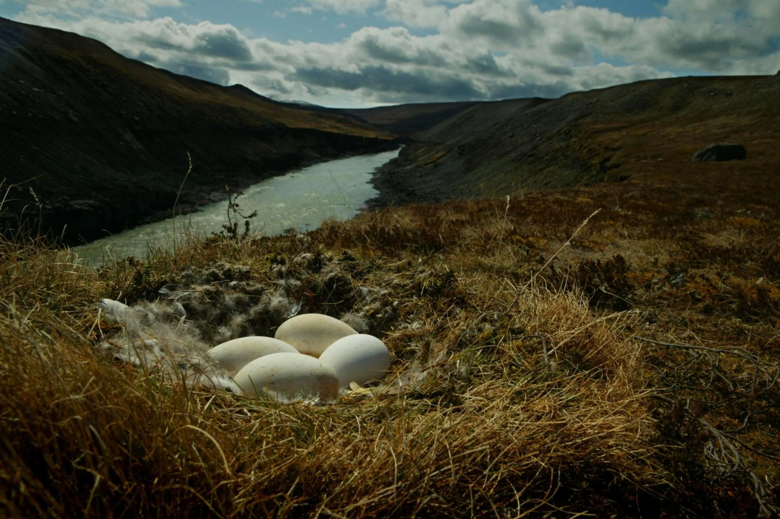 Neighbourhood in Wilderness Center / Óbyggðasetur Íslands