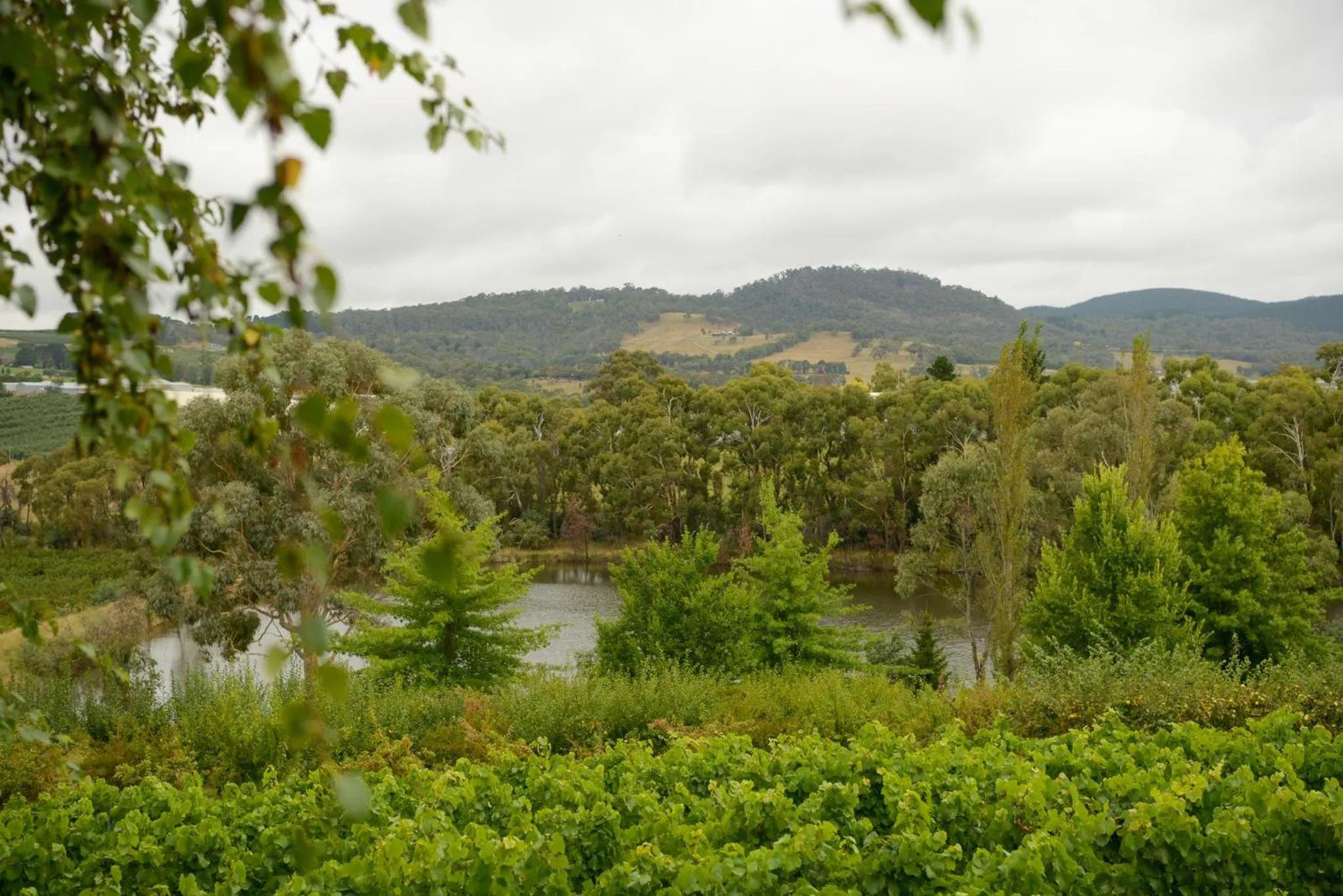 Lake view in Borrodell Vineyard