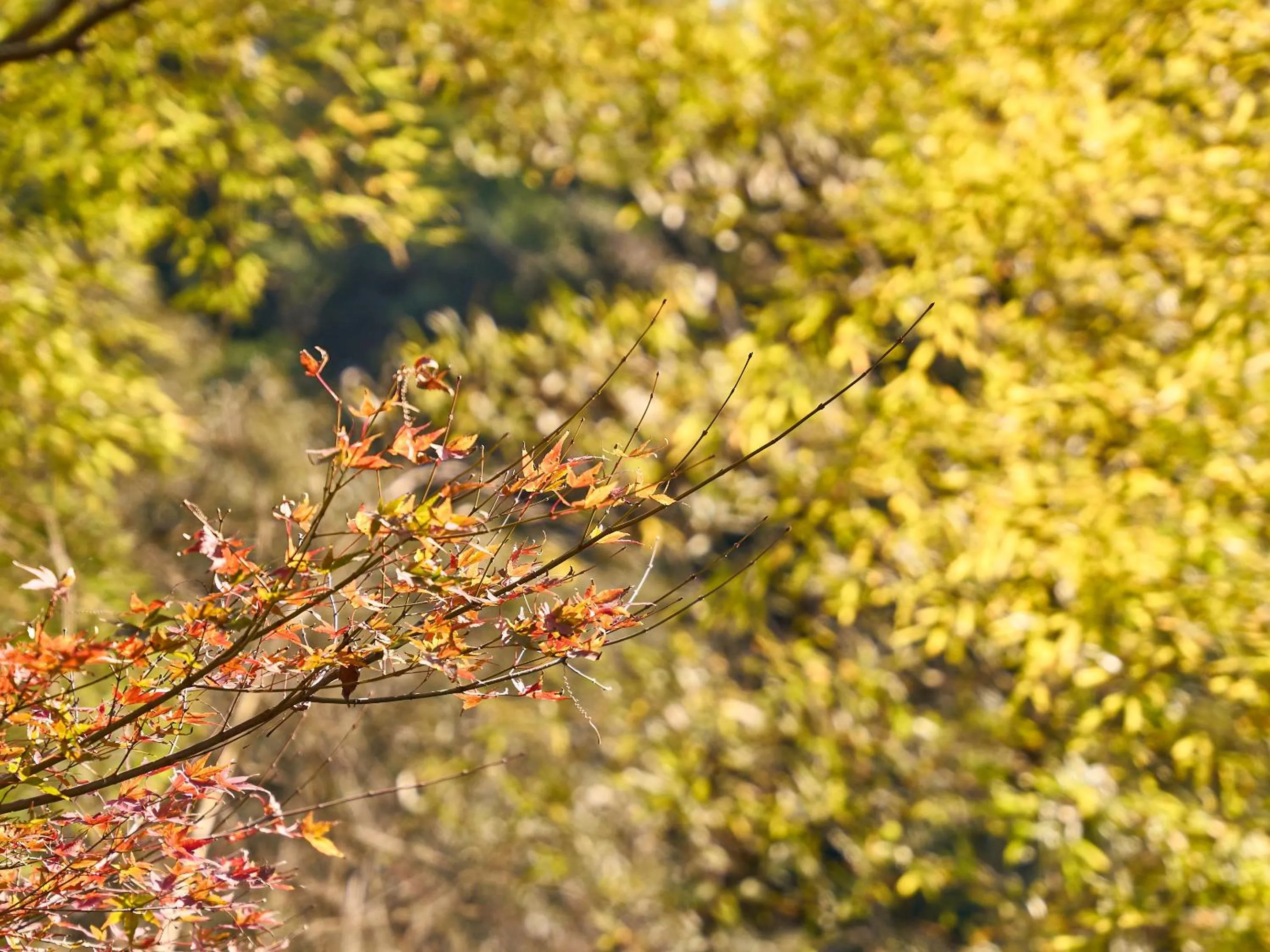 View (from property/room) in Kirishima Momijidani Seiryuso