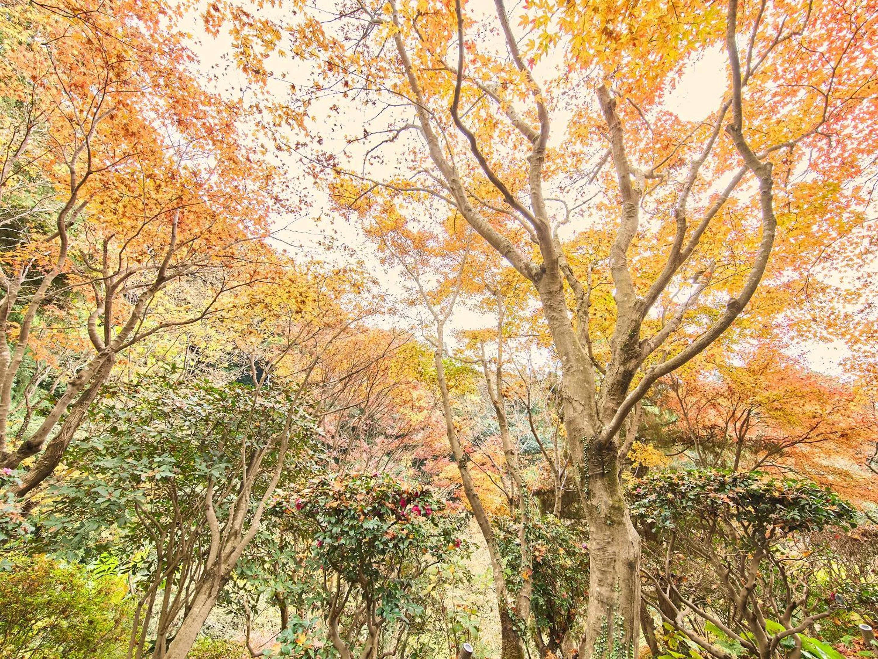View (from property/room) in Kirishima Momijidani Seiryuso