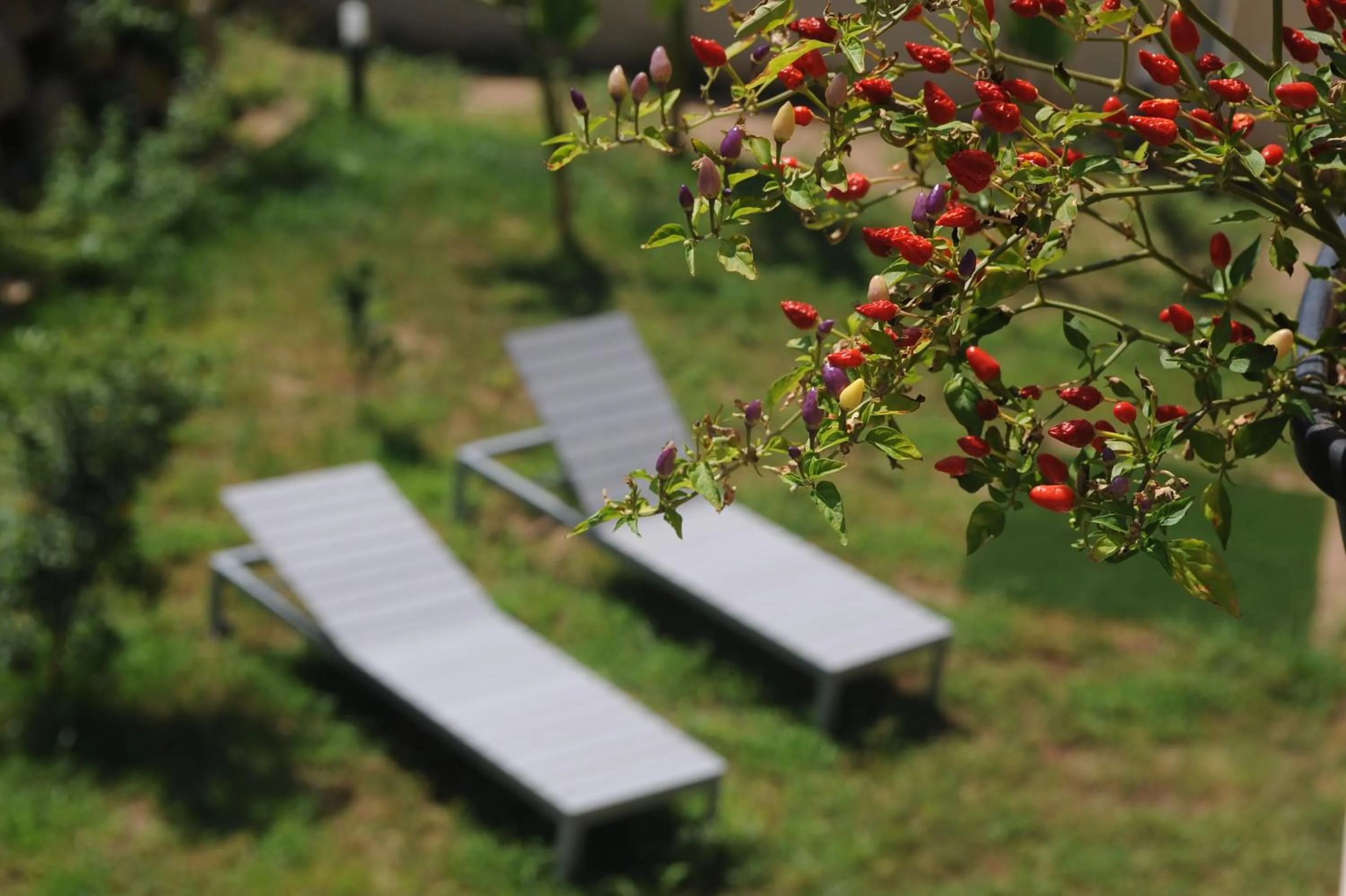Garden view in Residenza RoMa