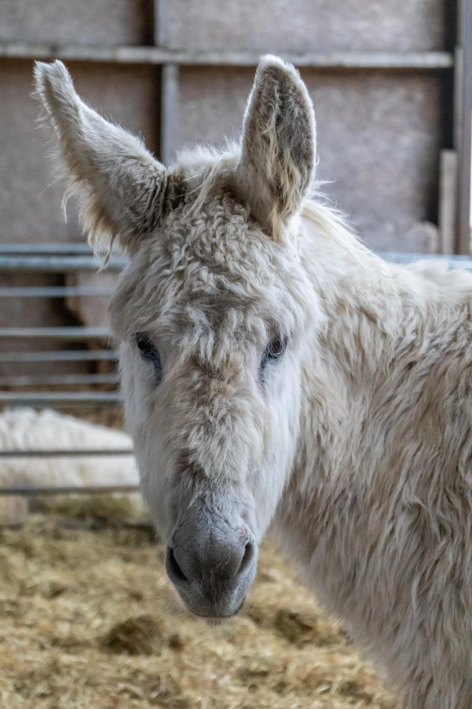 The Grainary Cottages