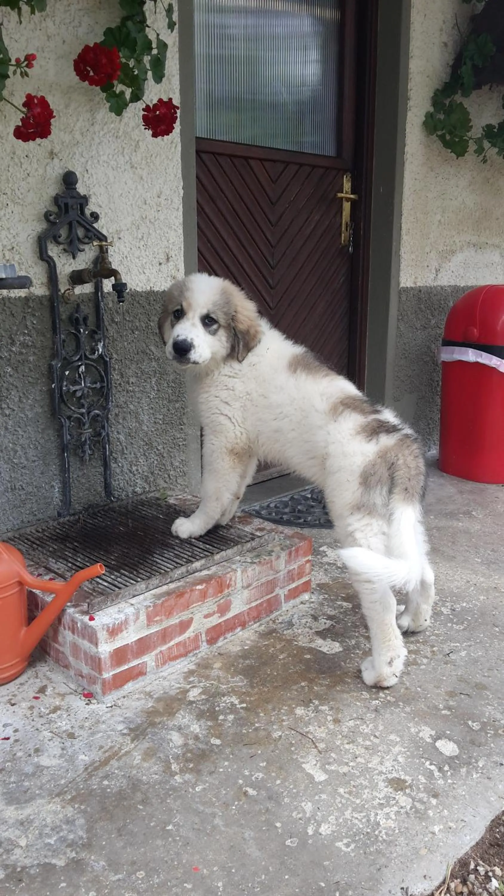 Pets in Artenatura BeB