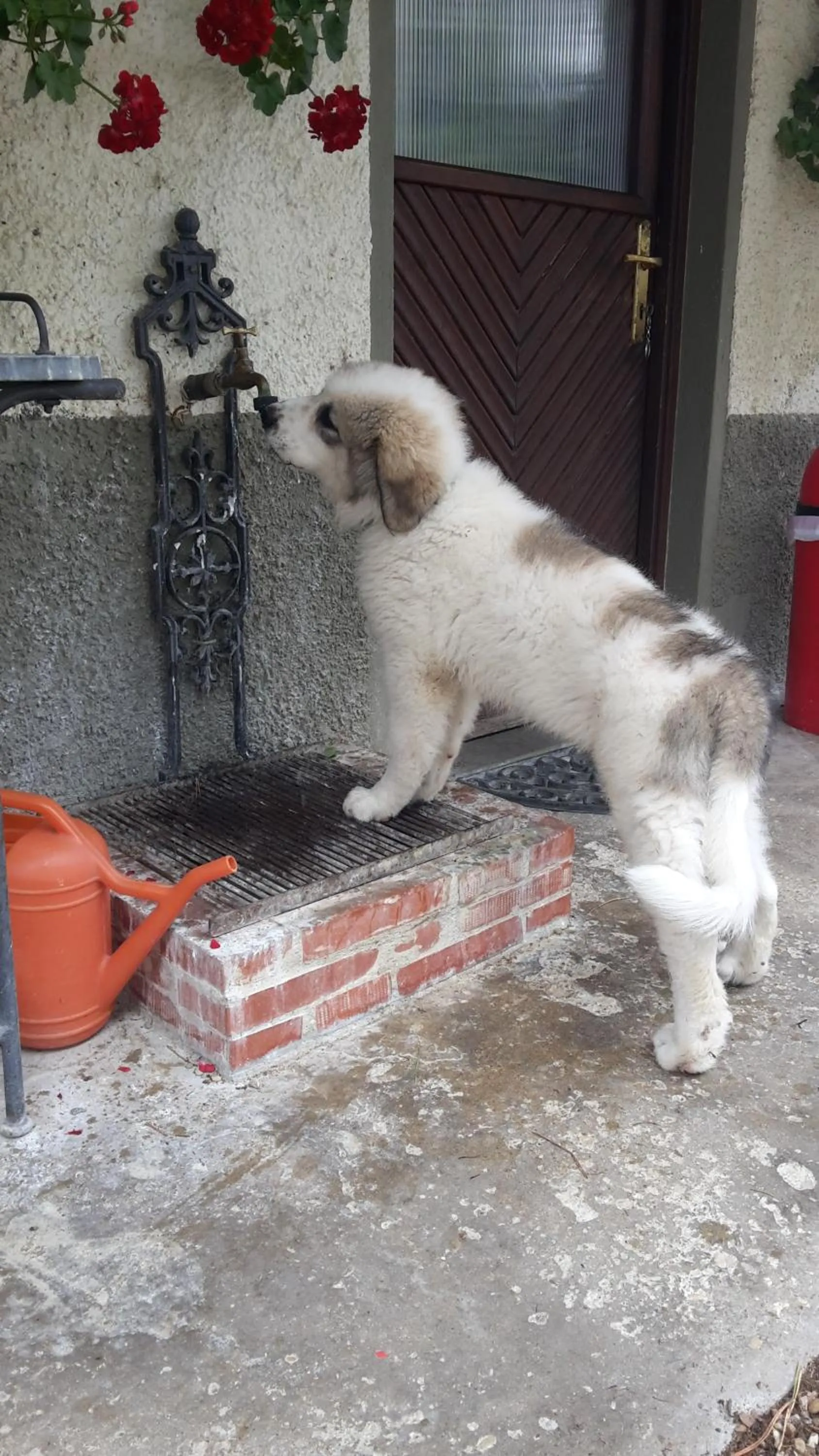 Pets in Artenatura BeB