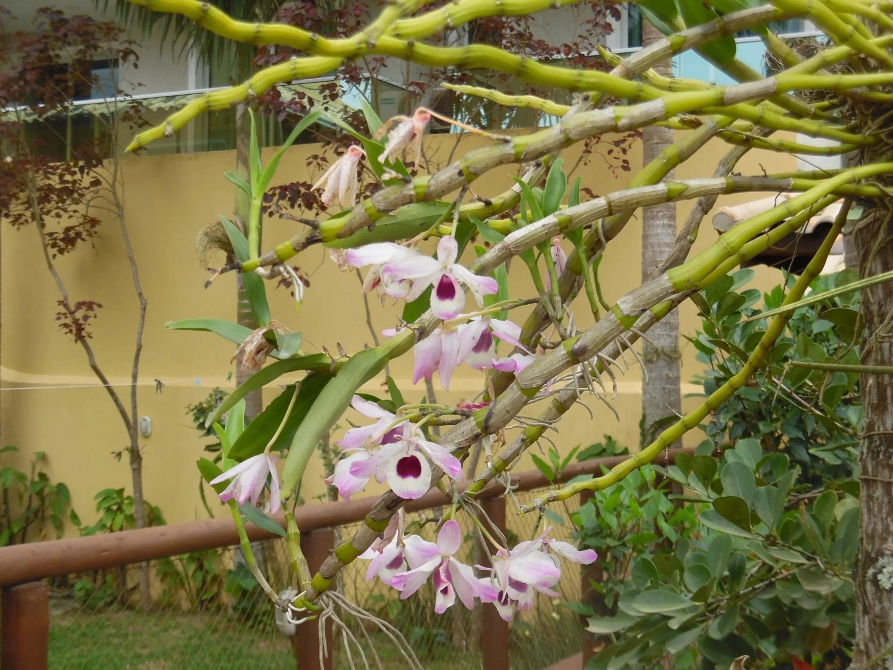 Garden in Morada Dos Ventos