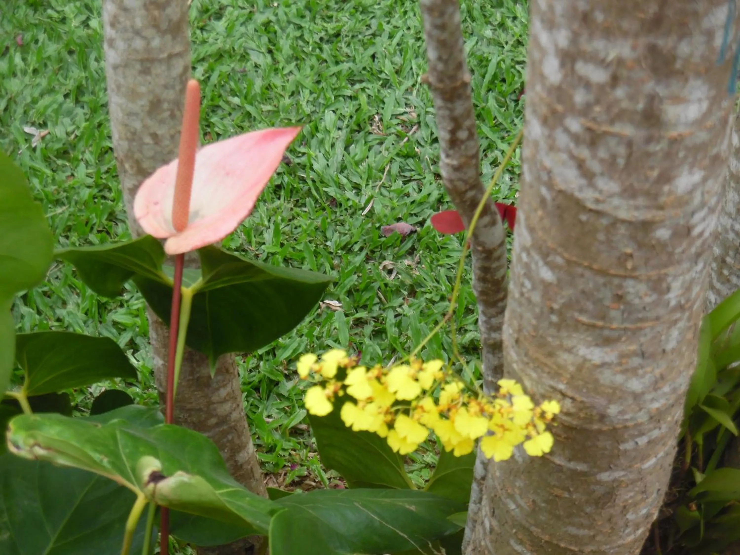 Garden in Morada Dos Ventos