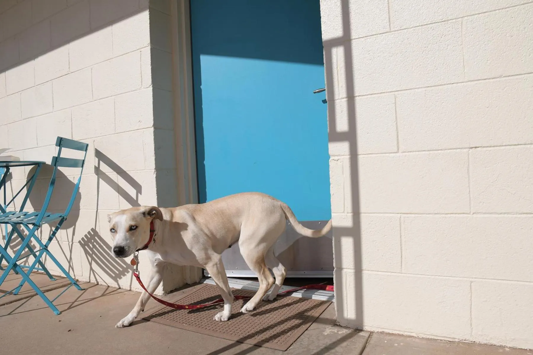 Pets in Roadrunner Lodge Motel
