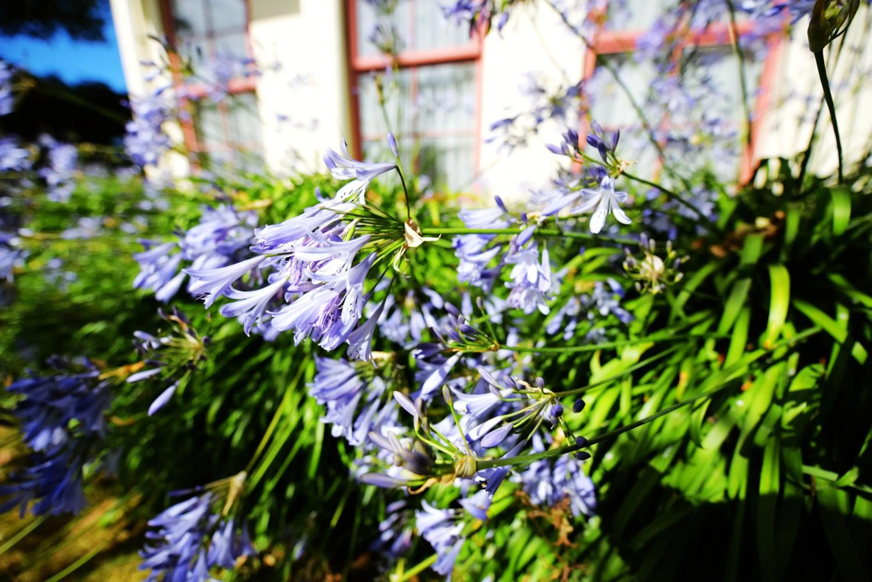 Garden in Addington Stadium Motel
