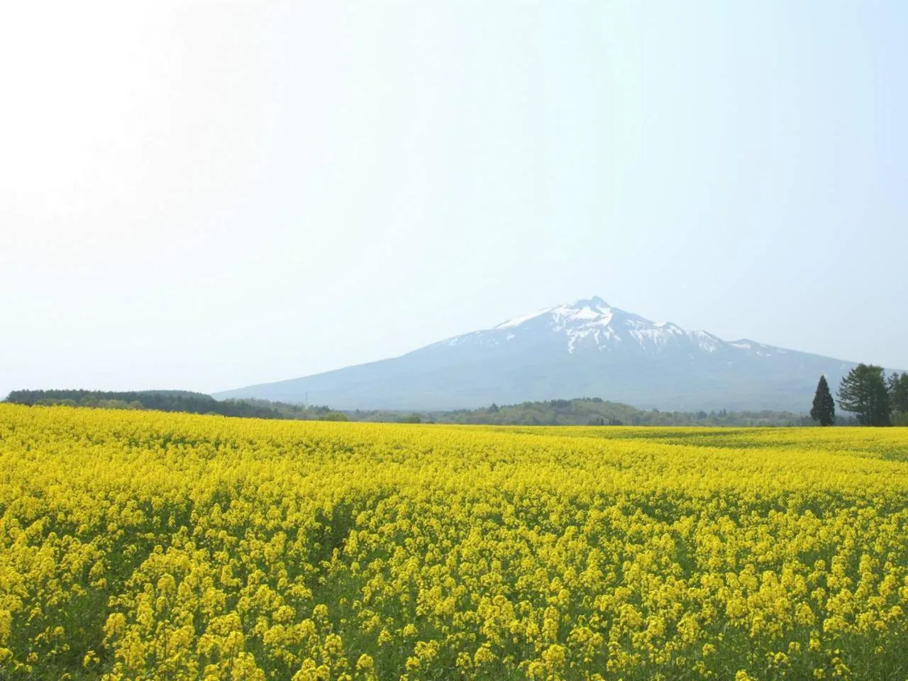 Nearby landmark in APA Hotel Aomori Eki Kenchodori