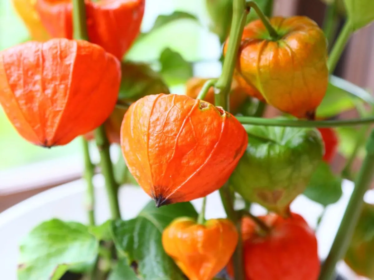 Kawaguchiko Inn Yesterday