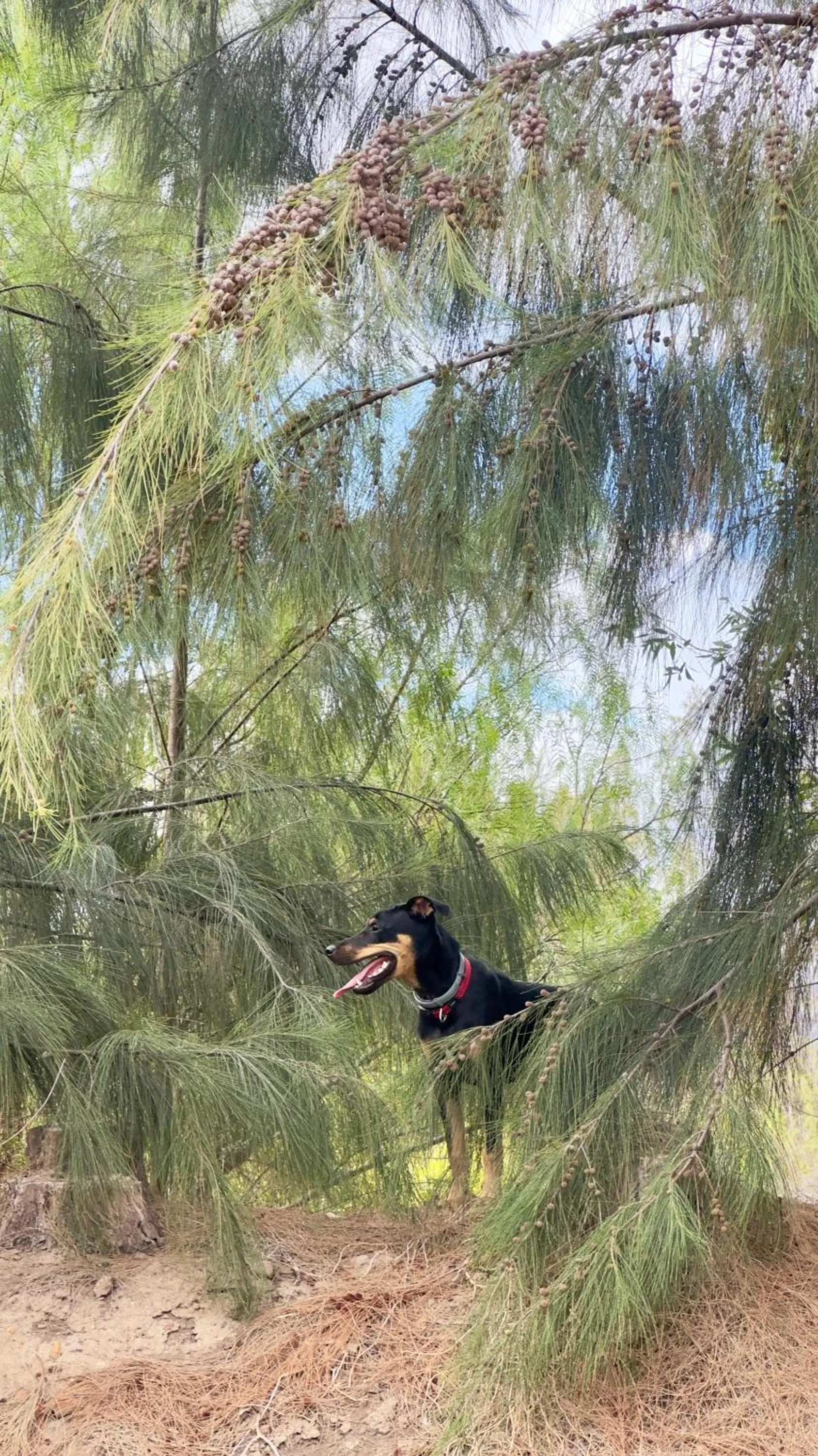 Garden in Mo & Rose's Nature Retreat