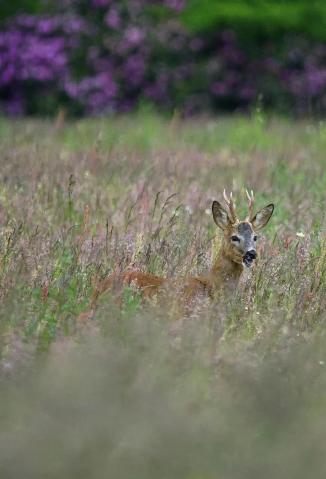 Natural landscape in 't Skoallehus