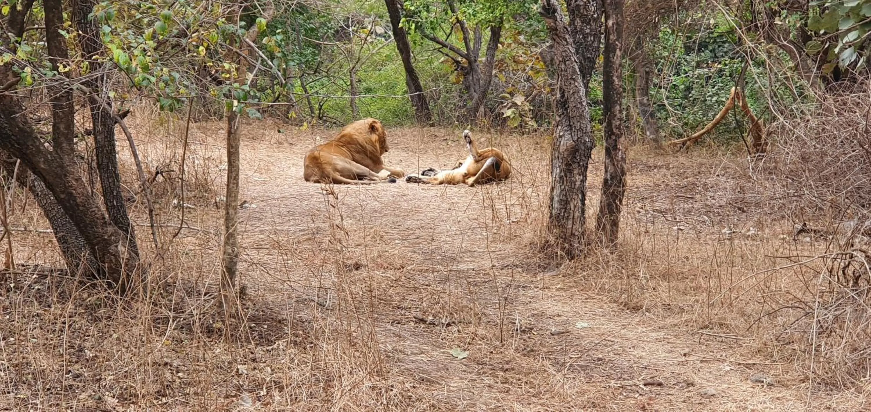 The Wilds Villa Gir Jungle Stay with Swimming Pool