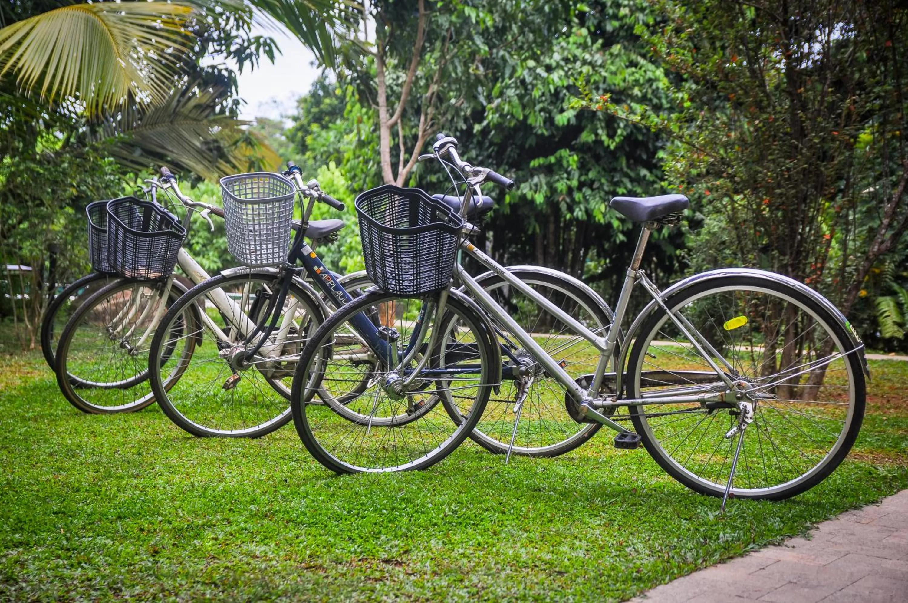 Cycling in Garcinia Leaf