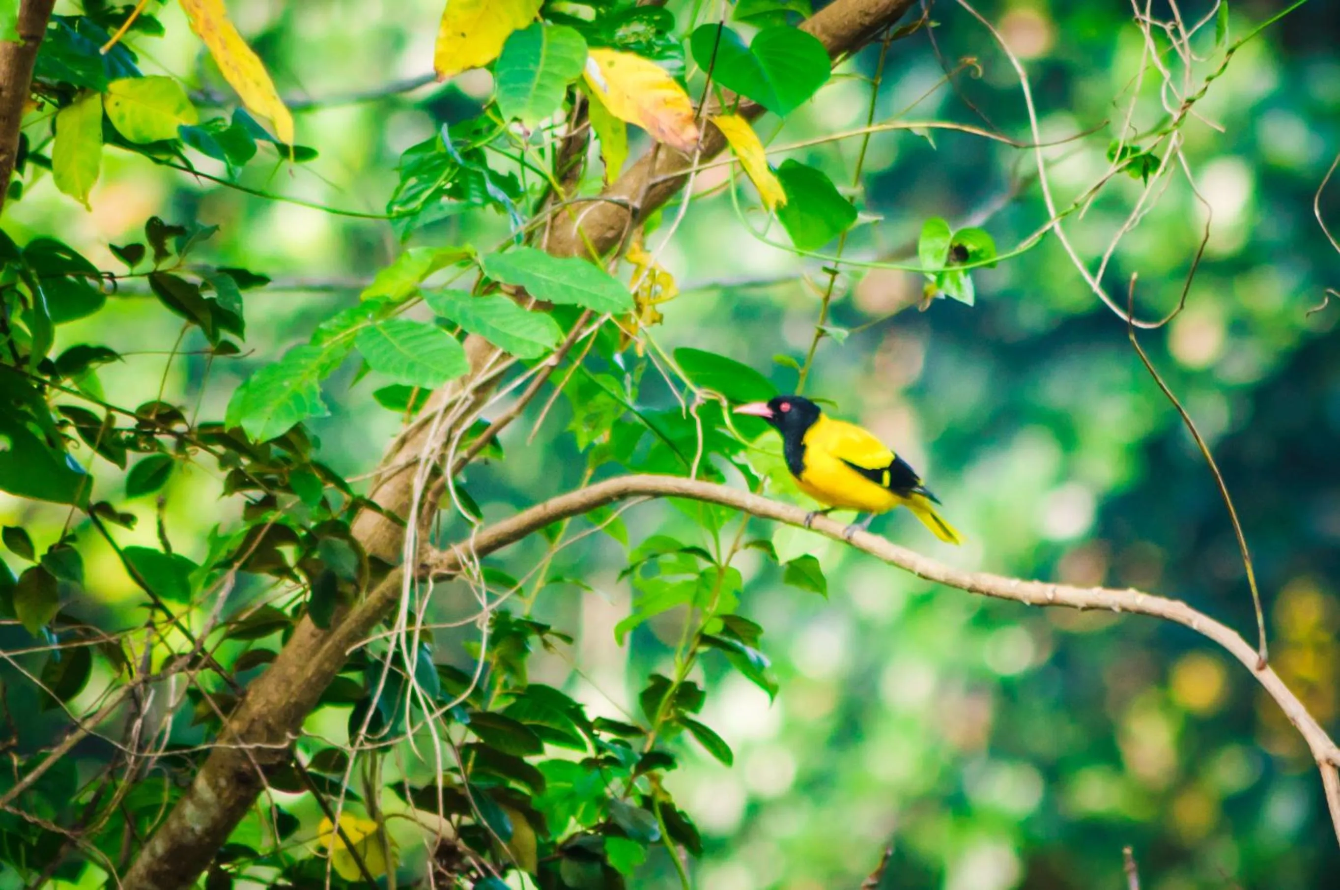 Natural landscape in Garcinia Leaf