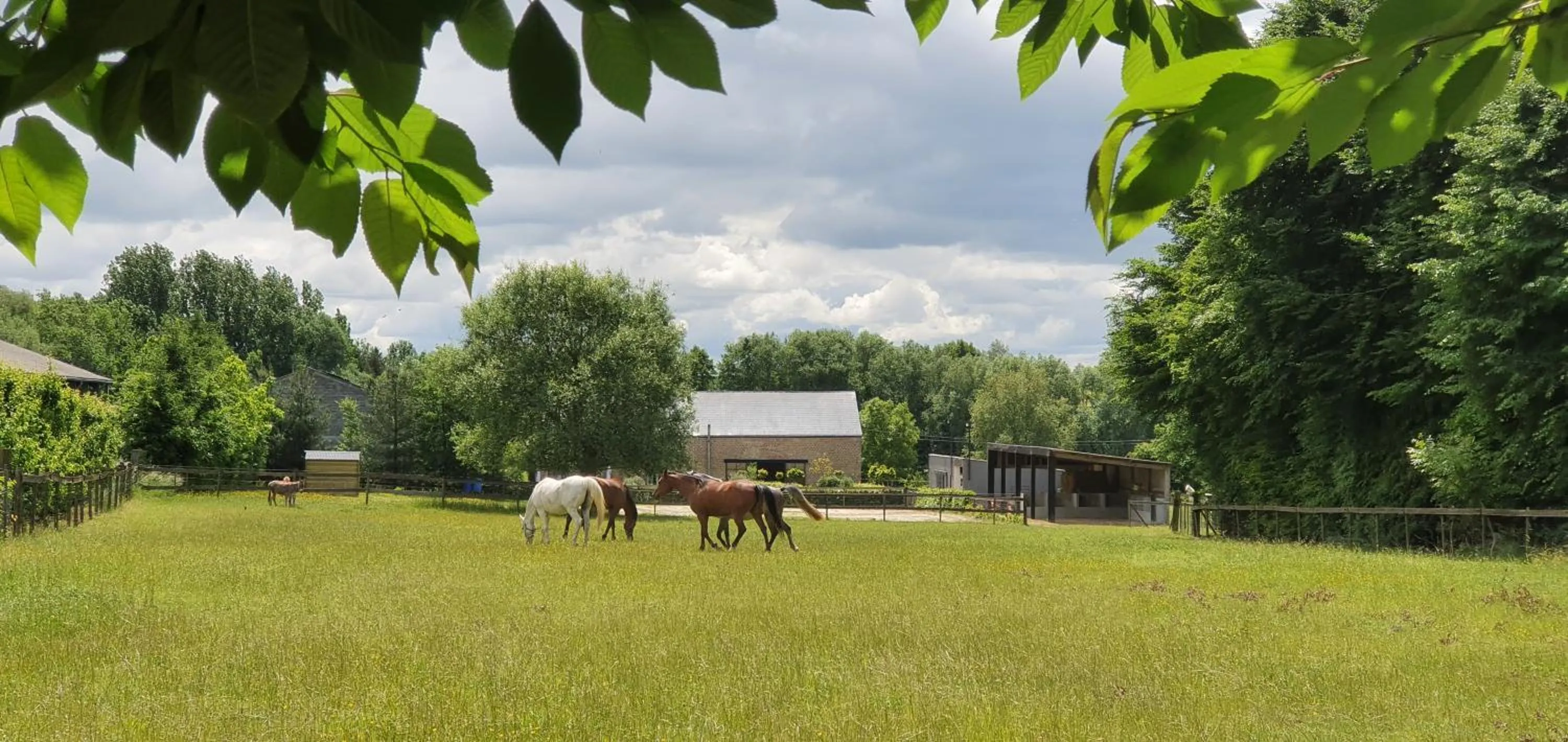 Animals in Guesthouse Biolleke