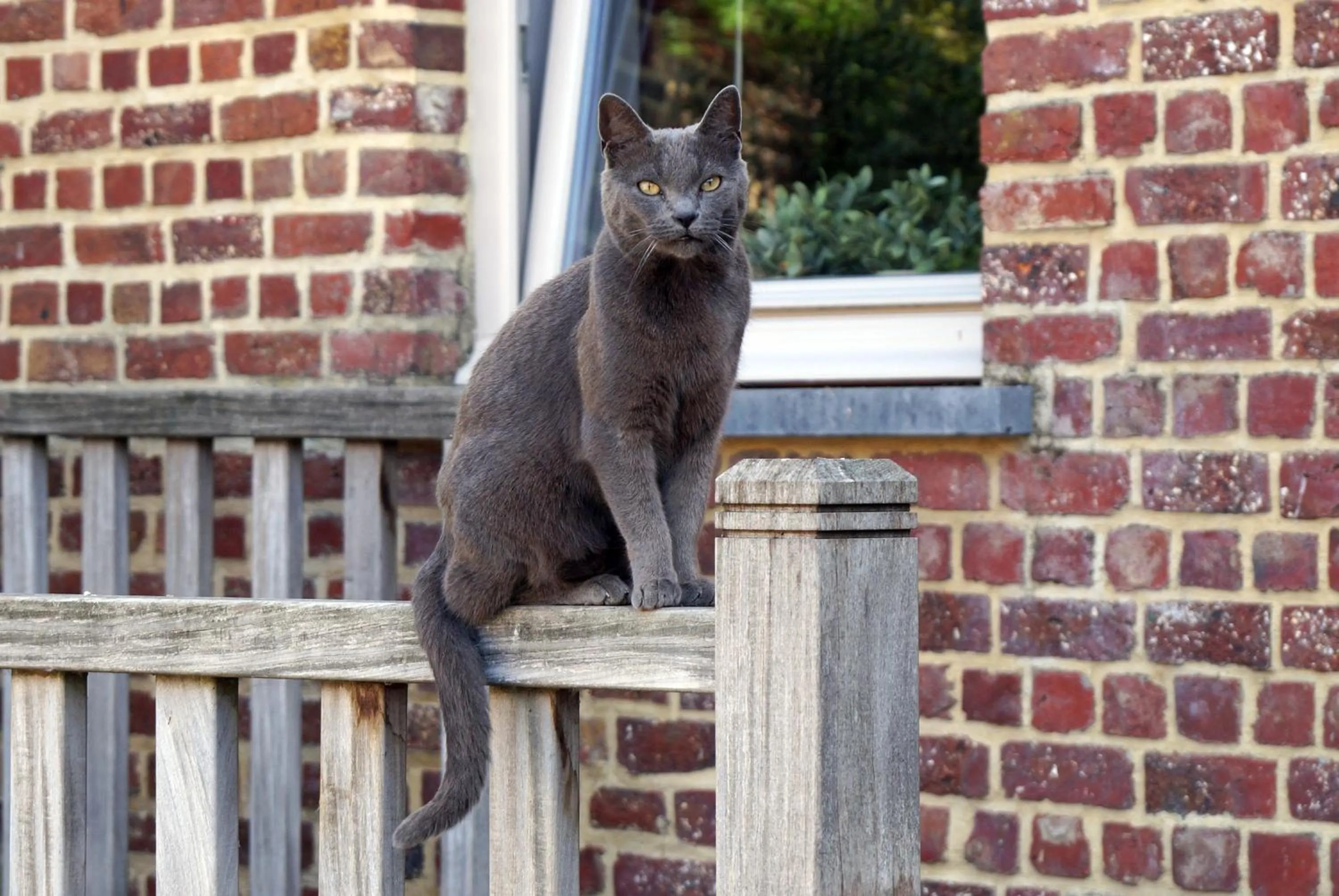 Pets in Guesthouse Biolleke
