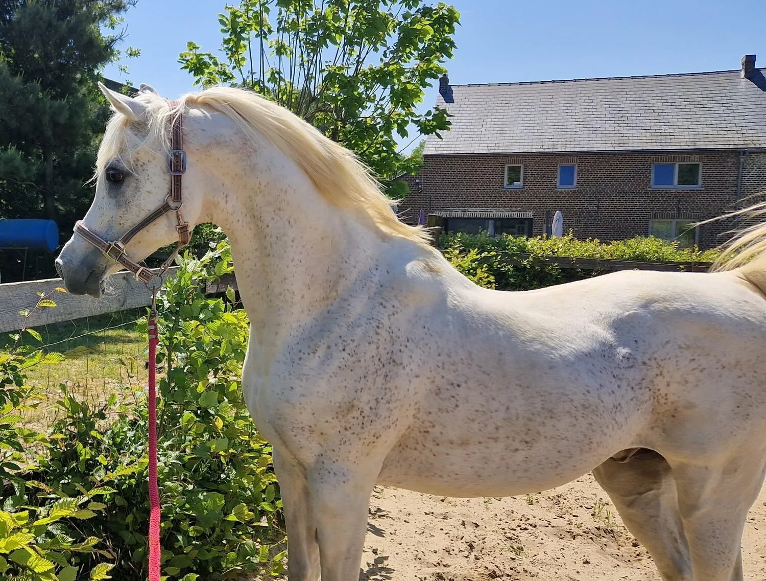 Animals in Guesthouse Biolleke