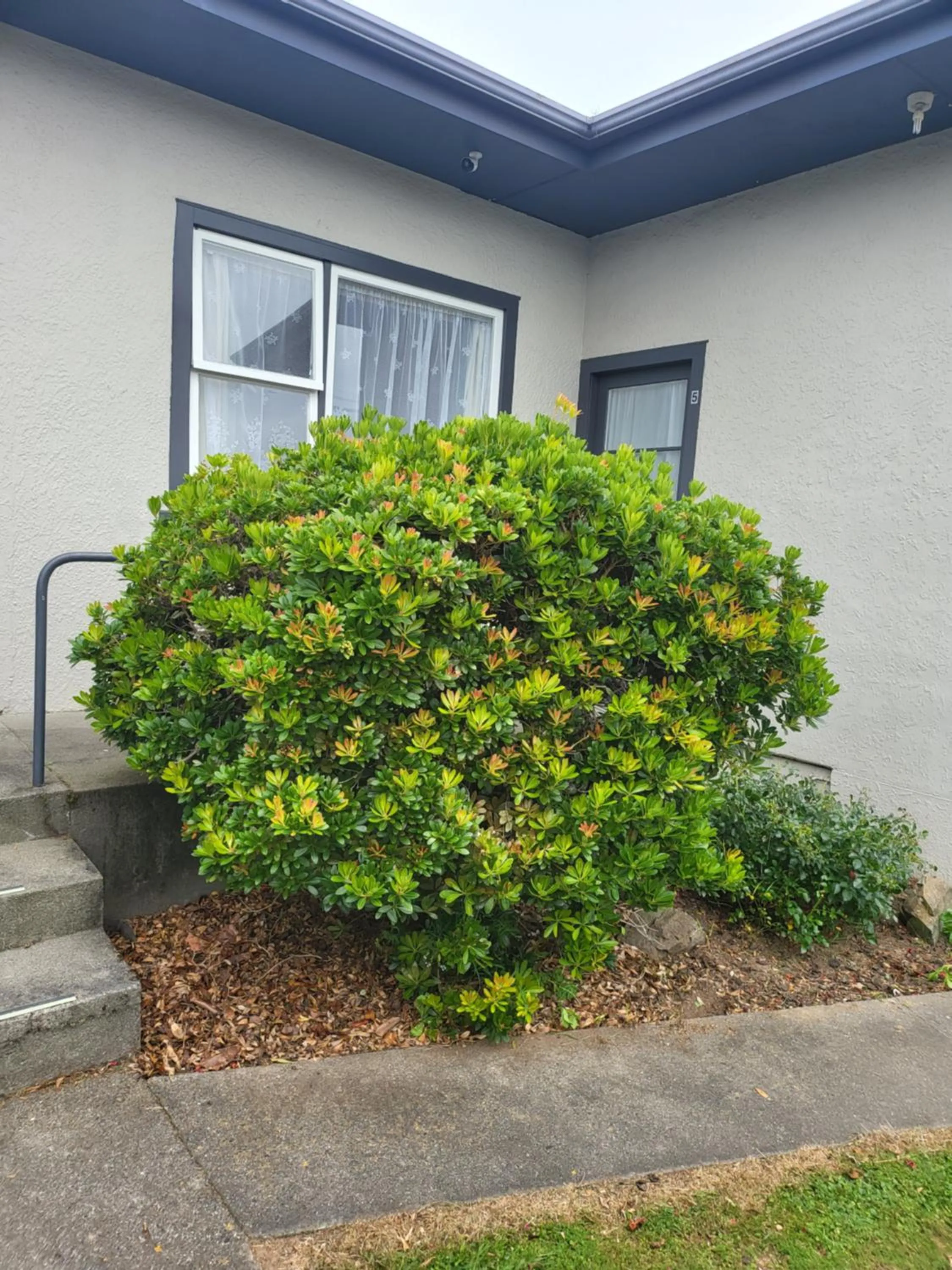 Garden in Totara Lodge Motel