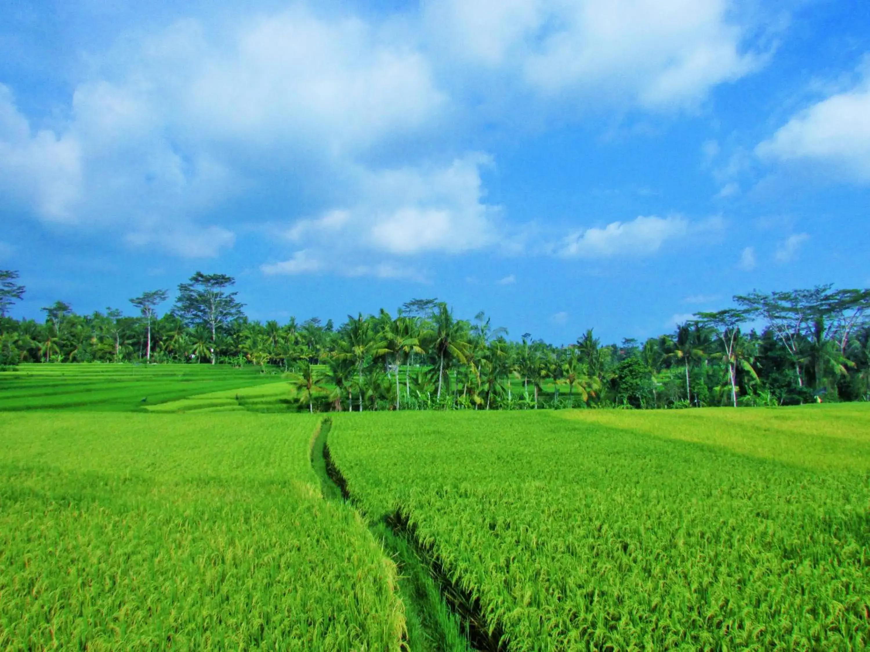 Mountain view in Temuku Ubud Villas Mountain view in Temuku Ubud Villas