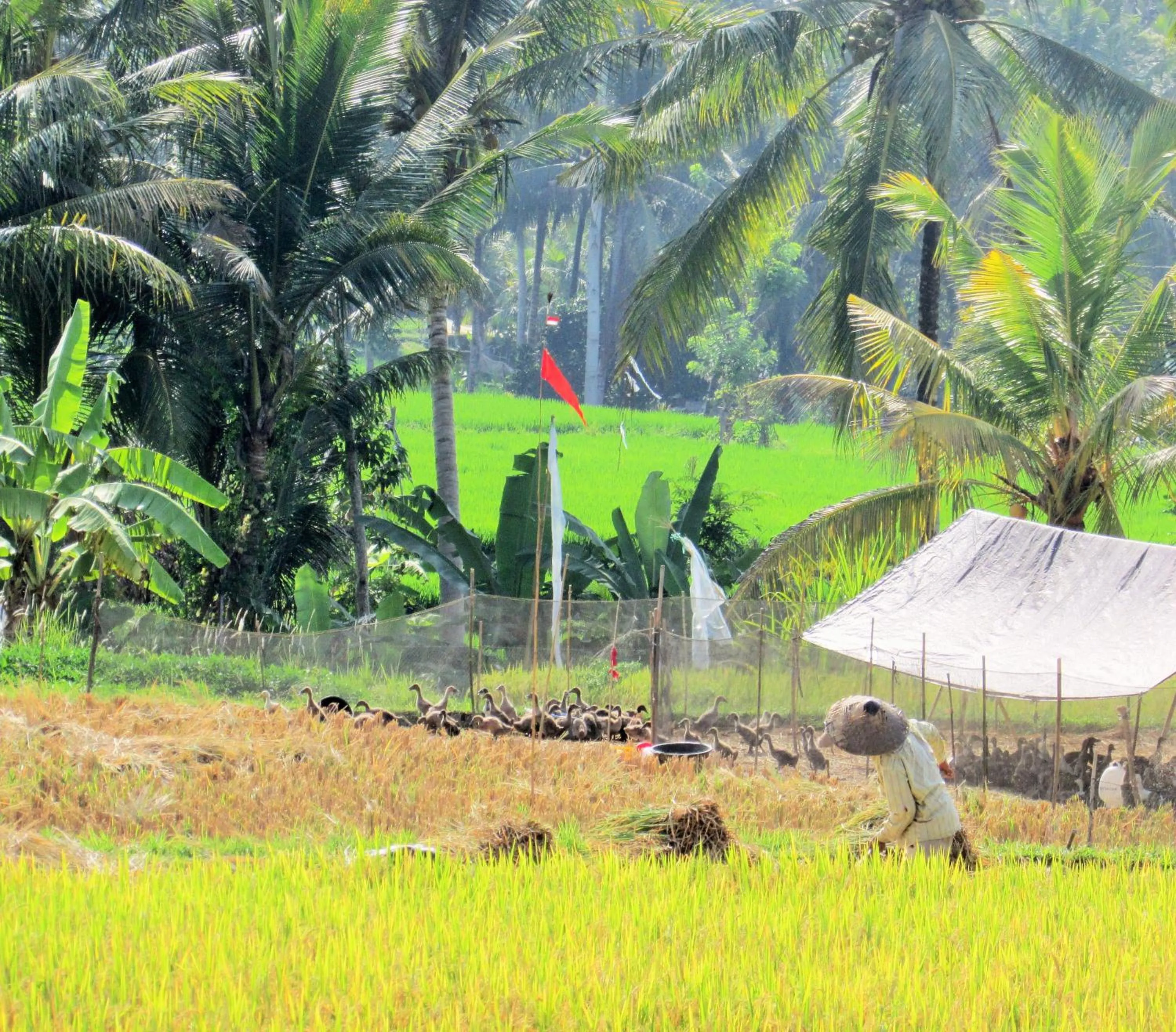 Neighbourhood in Temuku Ubud Villas