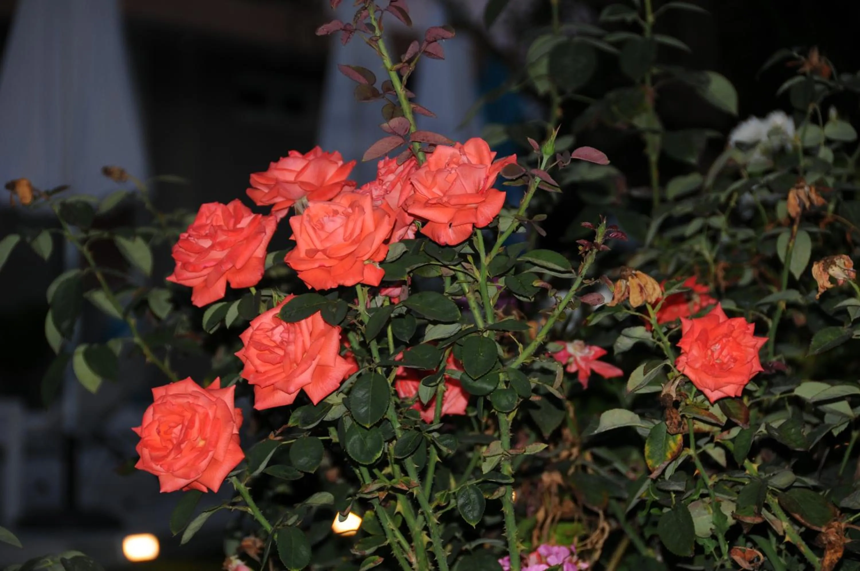 Decorative detail in Vicky's Garden